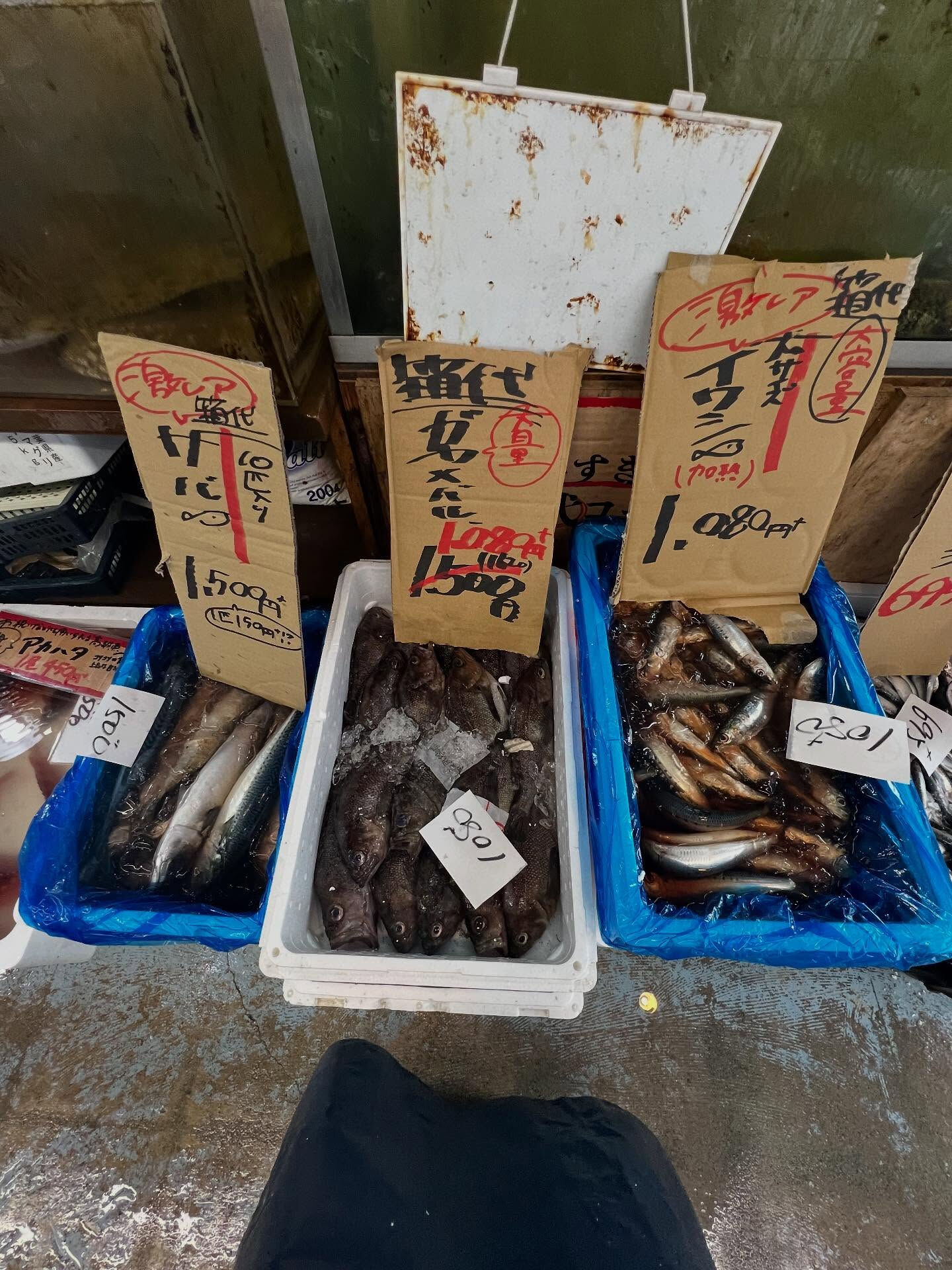 本日、日曜は大特売祭り！🐟