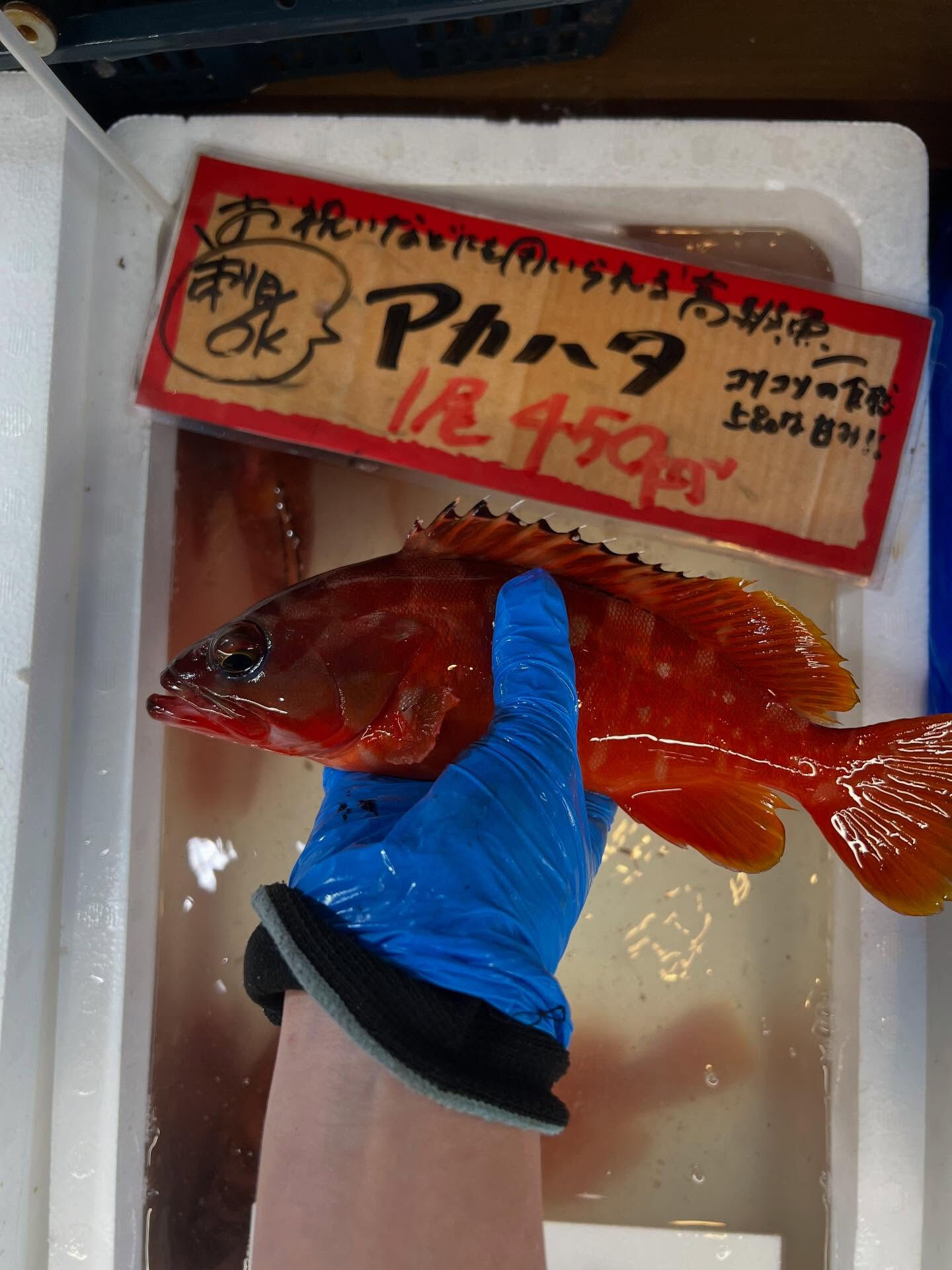 本日、日曜は大特売祭り！🐟