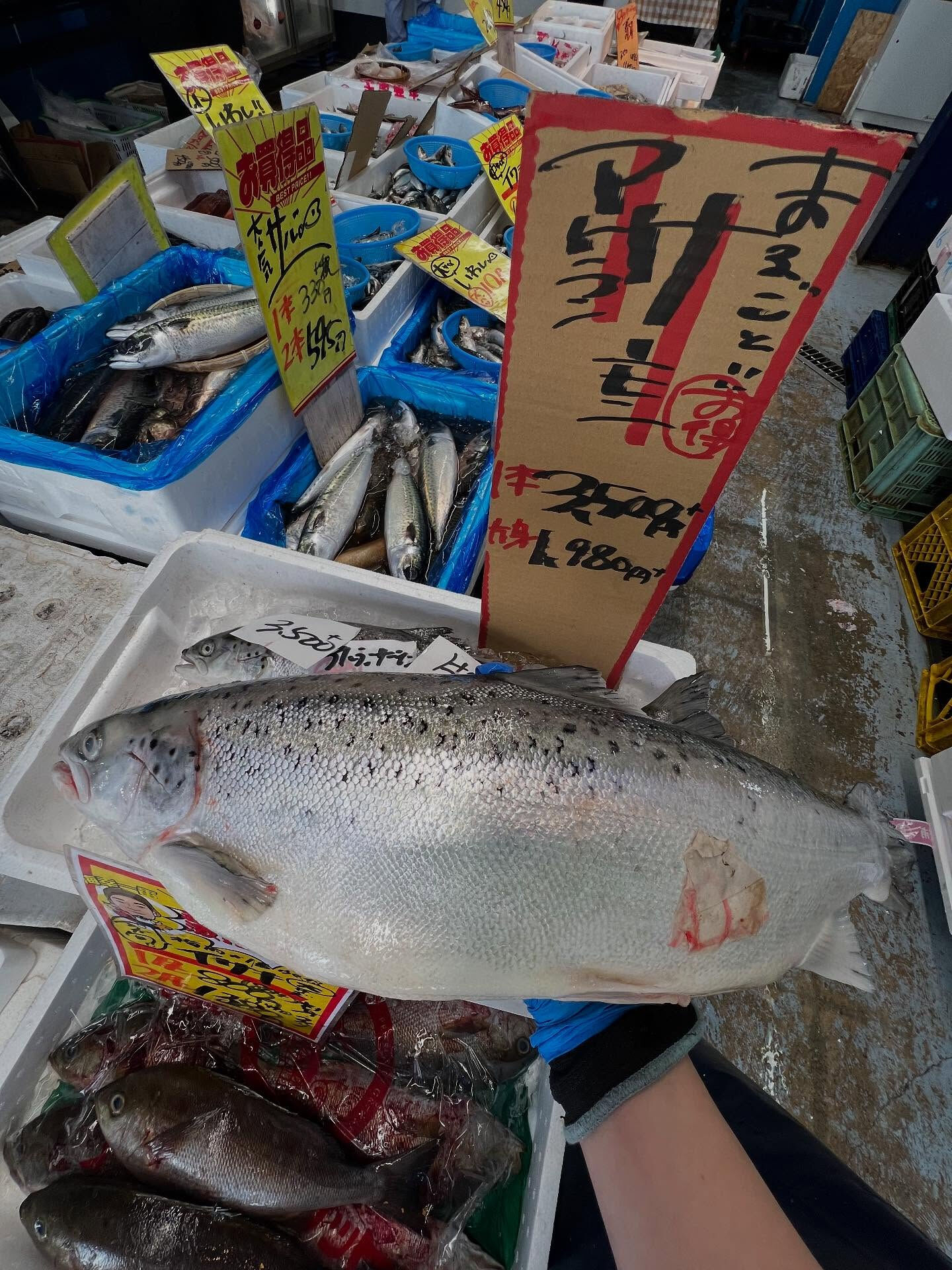 本日、月曜日start🐟