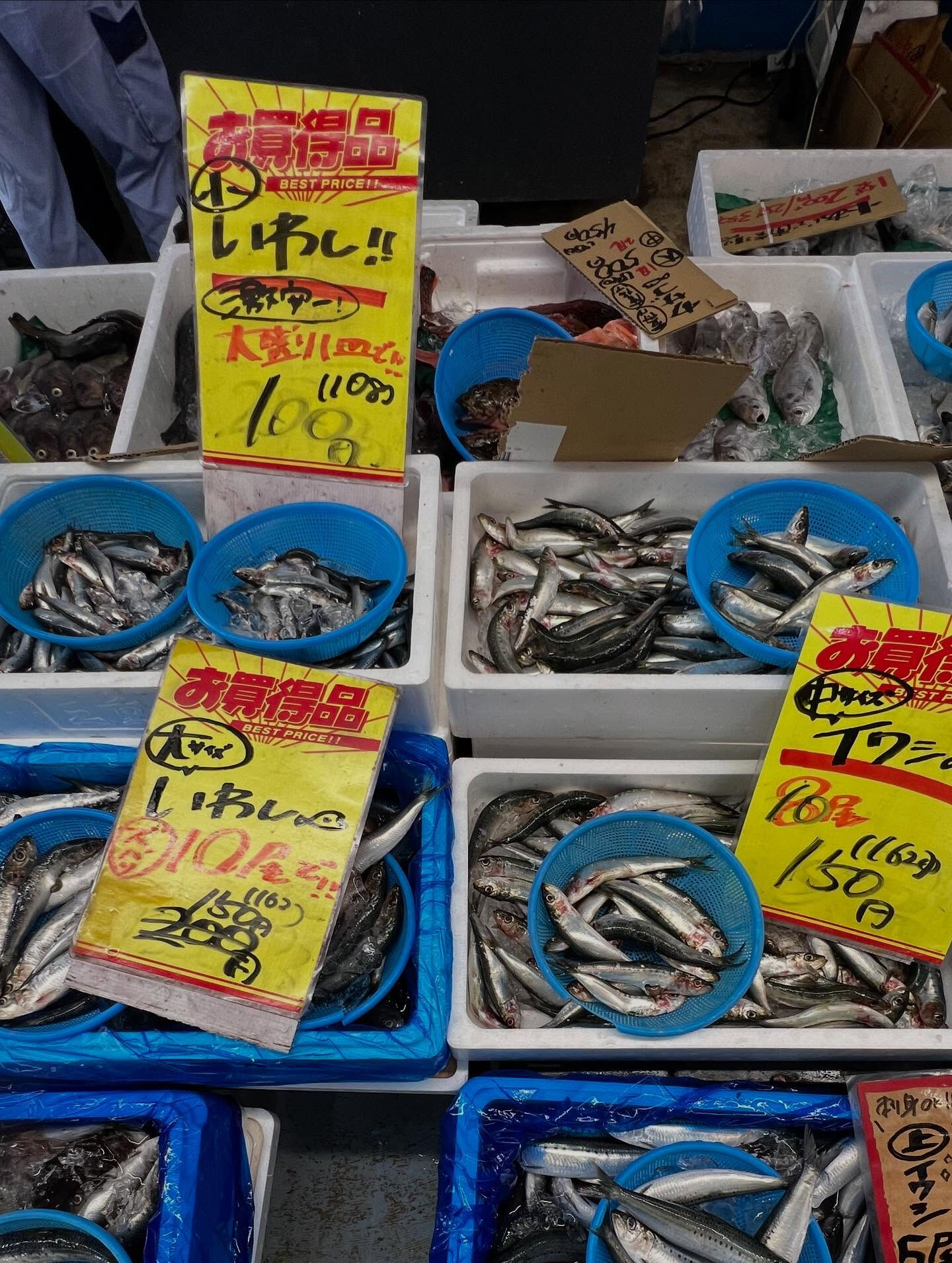 本日、月曜日start🐟
