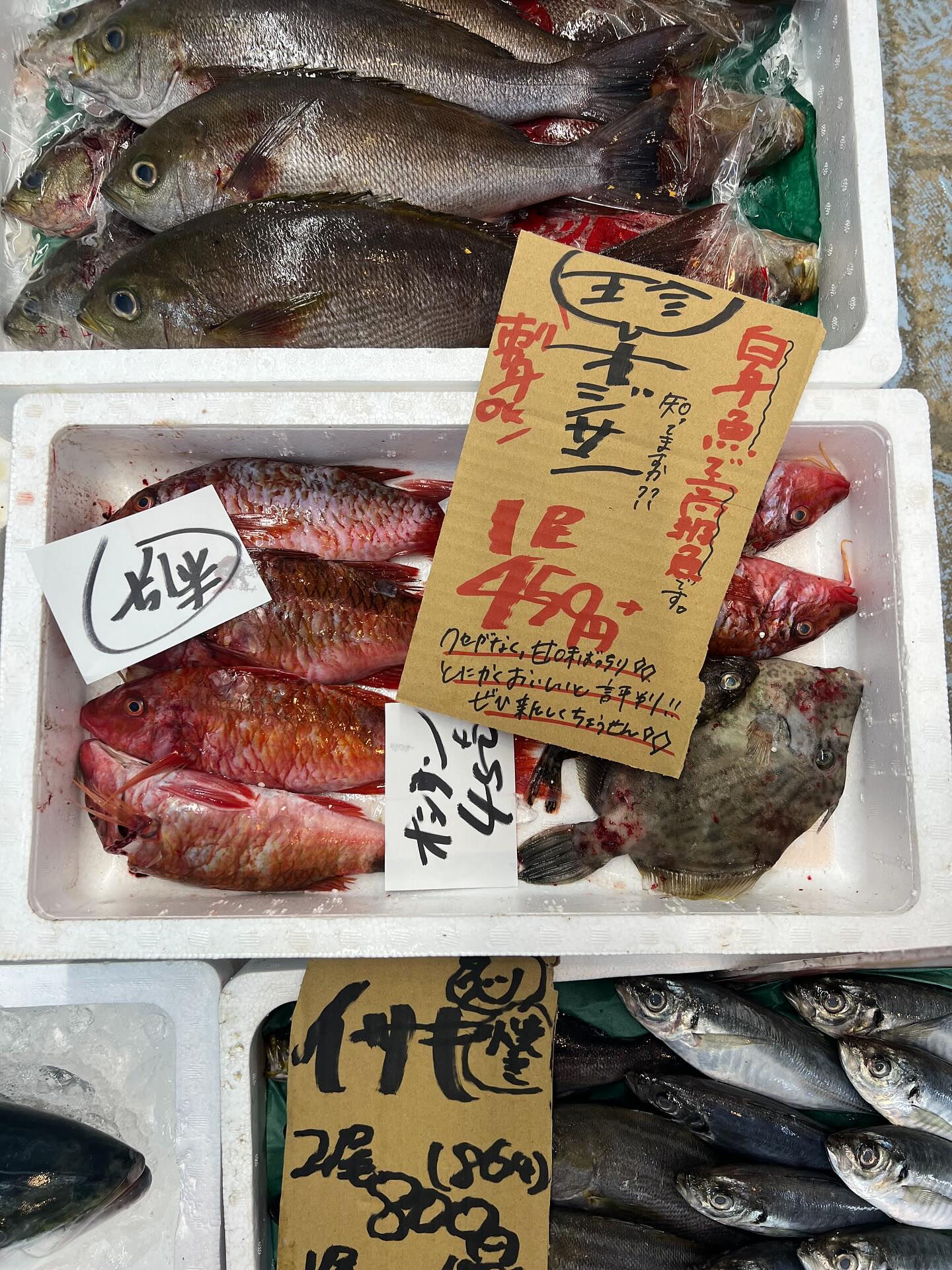 本日、月曜日start🐟