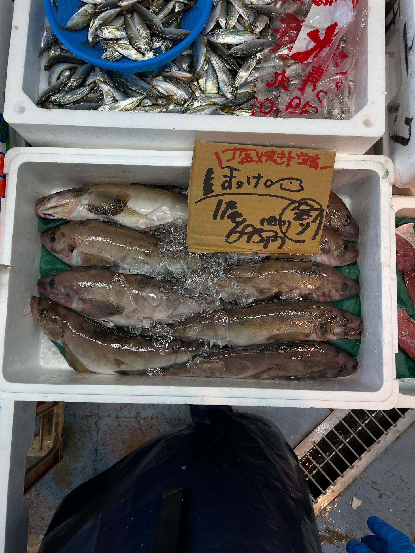 本日、月曜日start🐟