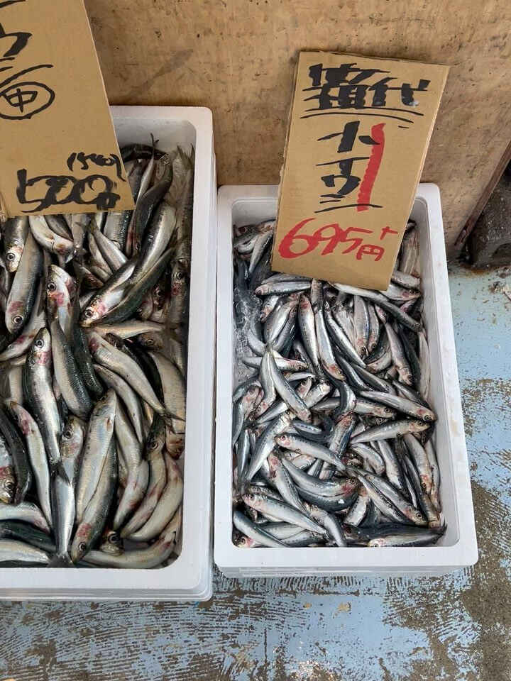 本日、月曜日start🐟