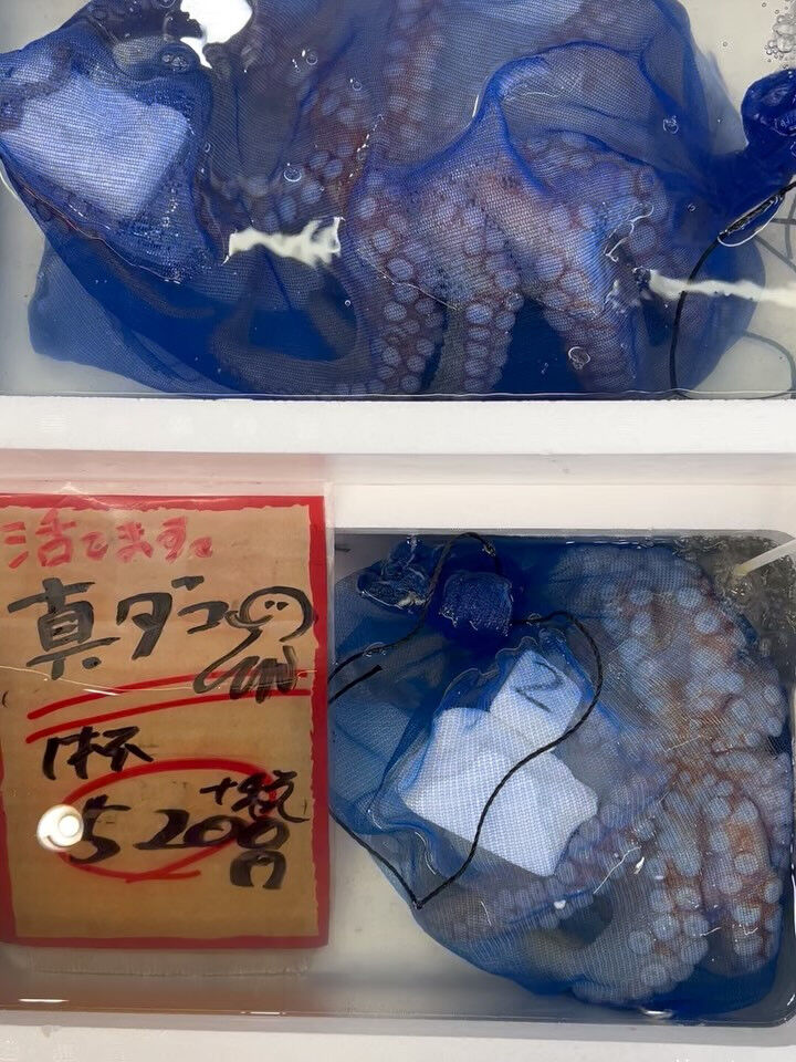 本日、月曜日start🐟