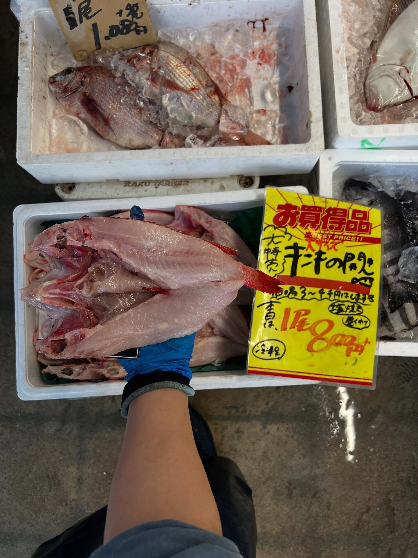 本日、火曜日start🐟