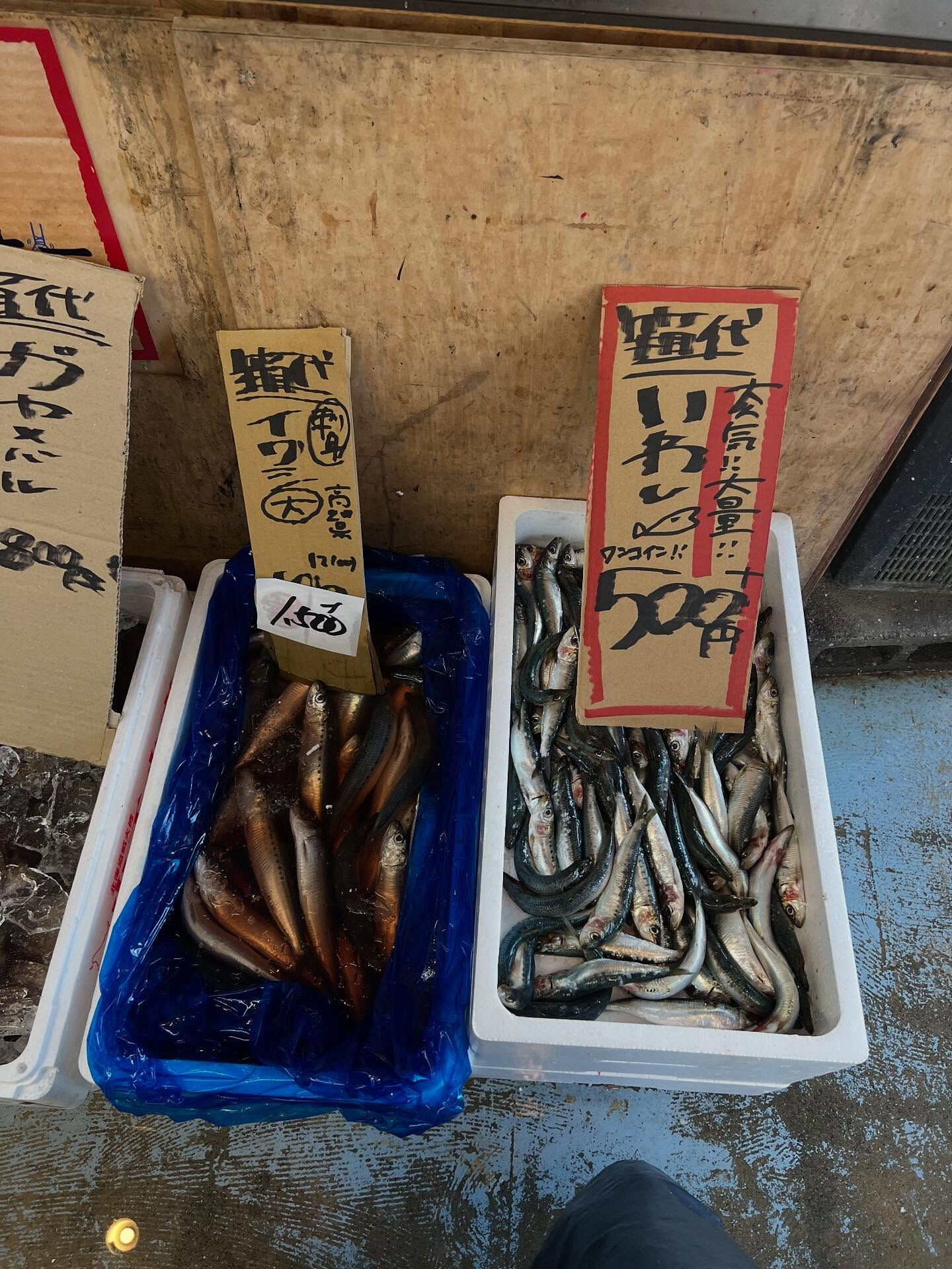 本日、火曜日start🐟