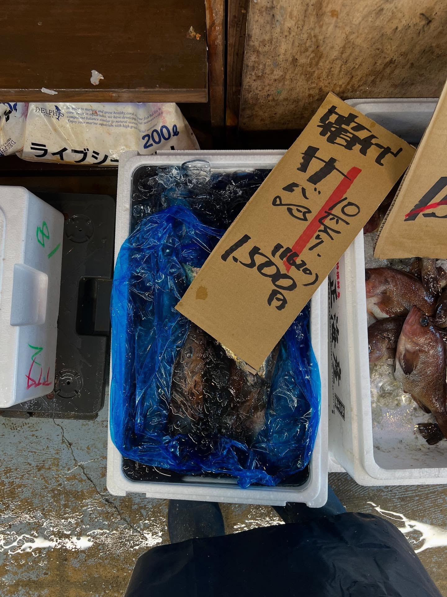 本日、火曜日start🐟