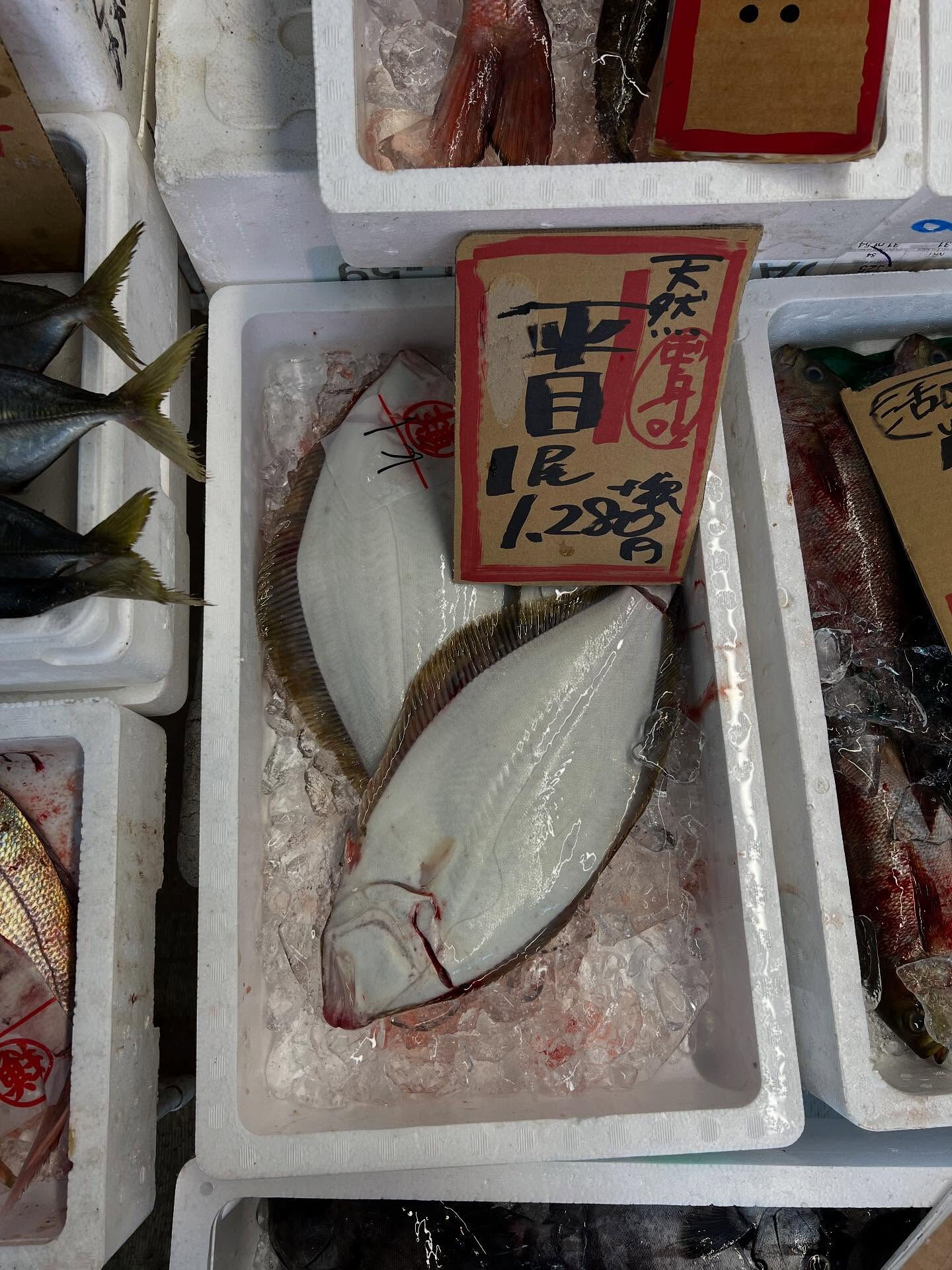 本日、火曜日start🐟