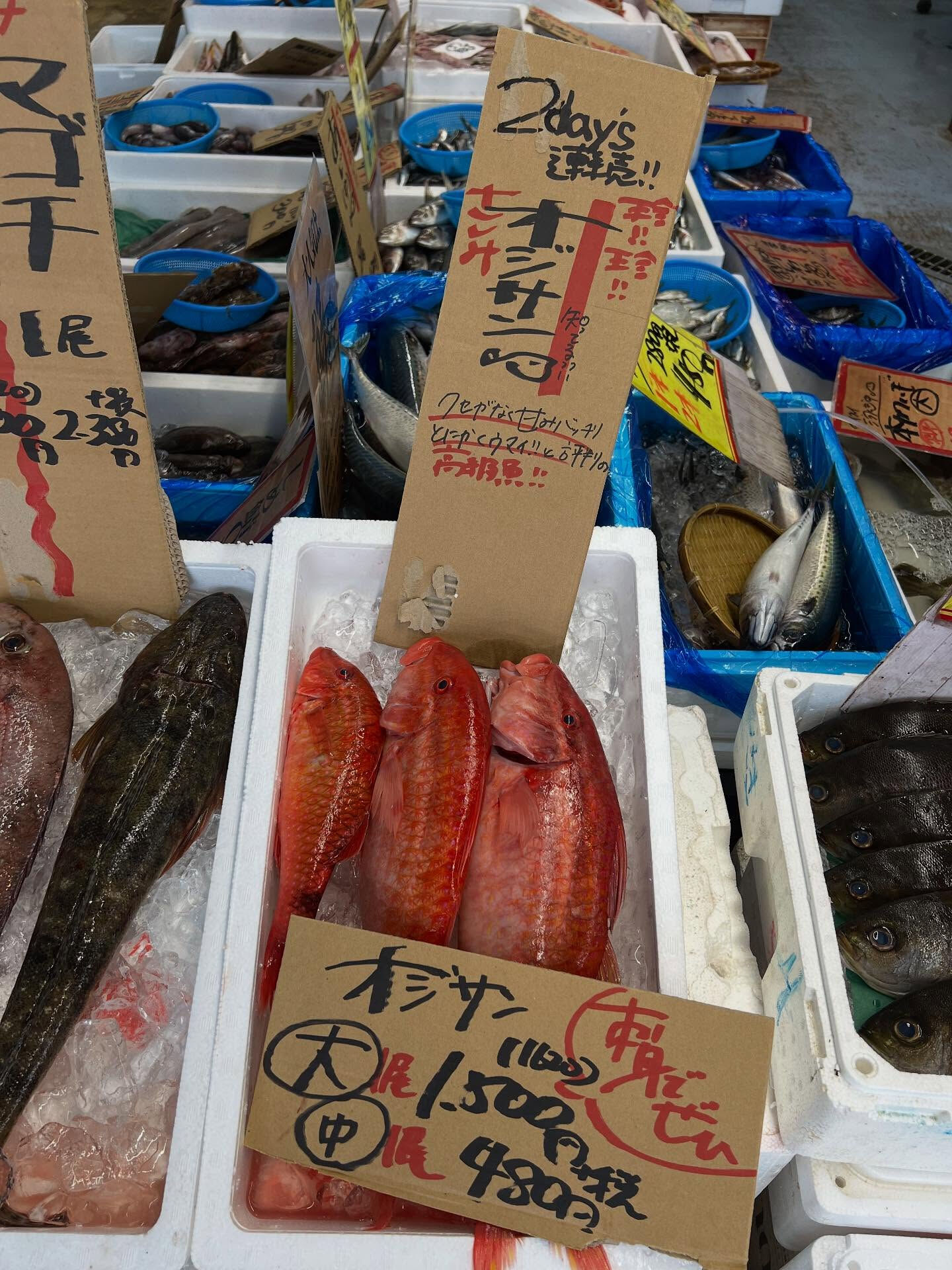 本日、火曜日start🐟