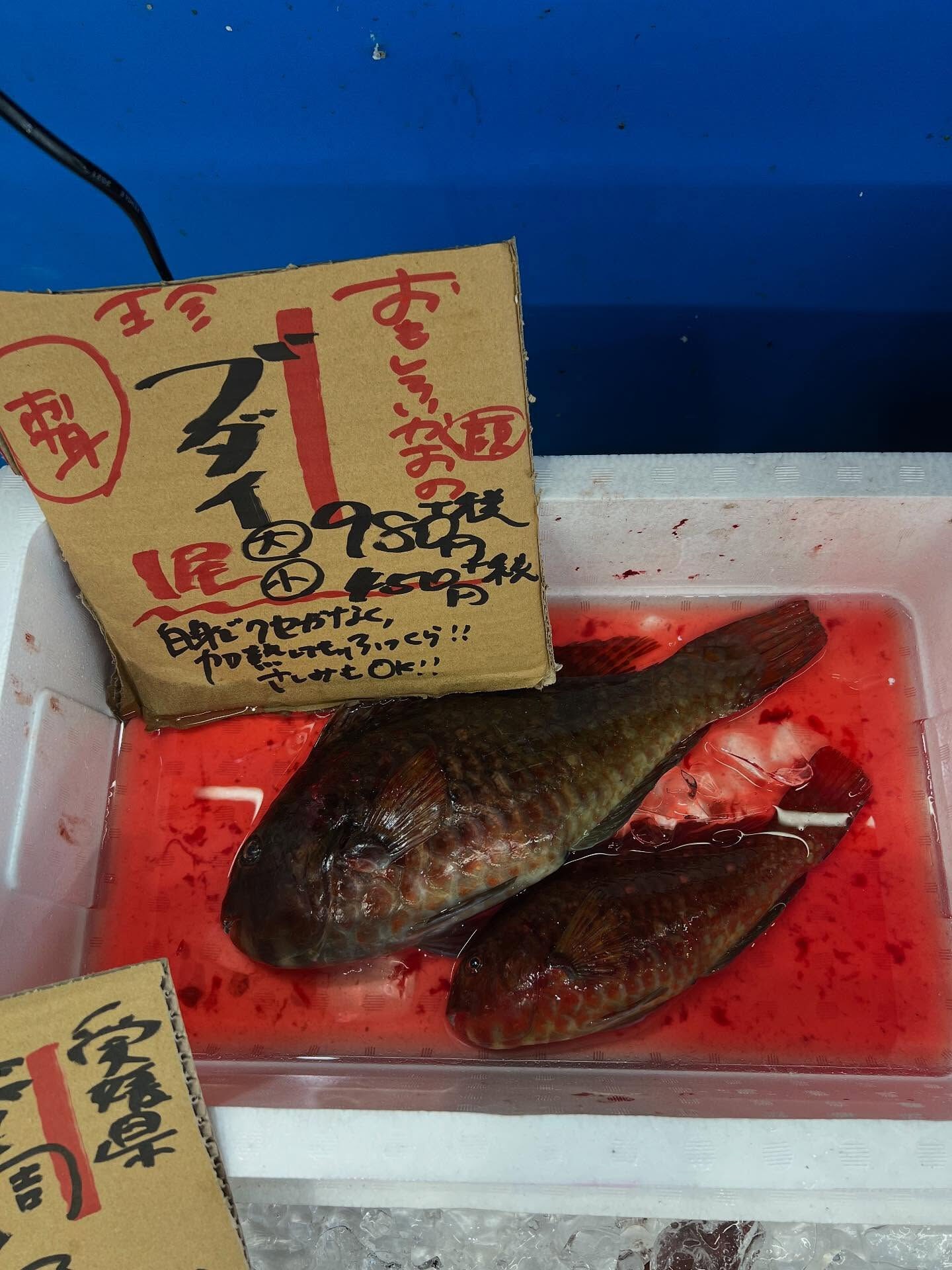 本日、火曜日start🐟