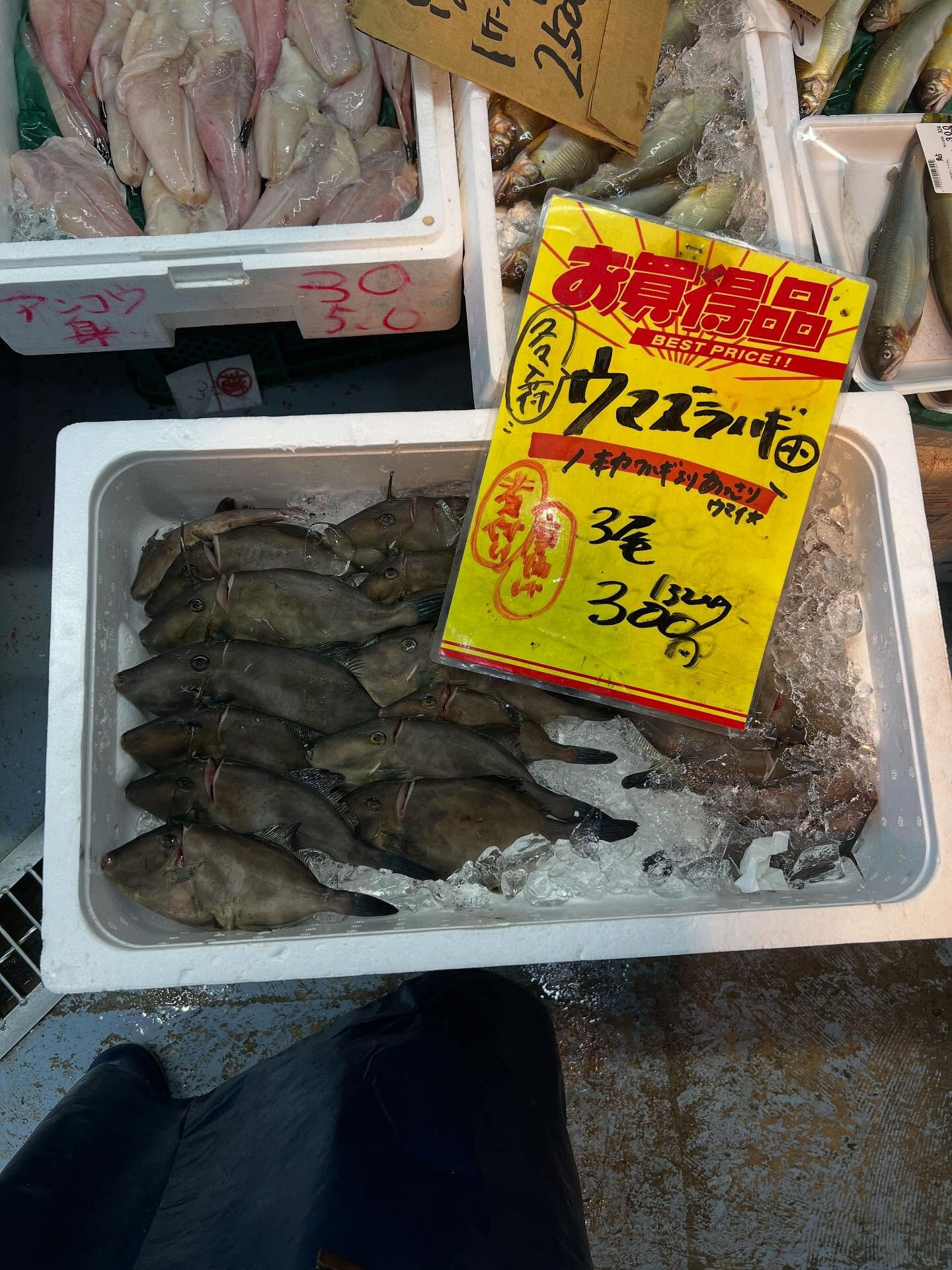 本日、火曜日start🐟