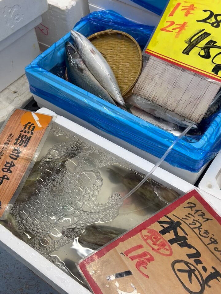 本日、火曜日start🐟
