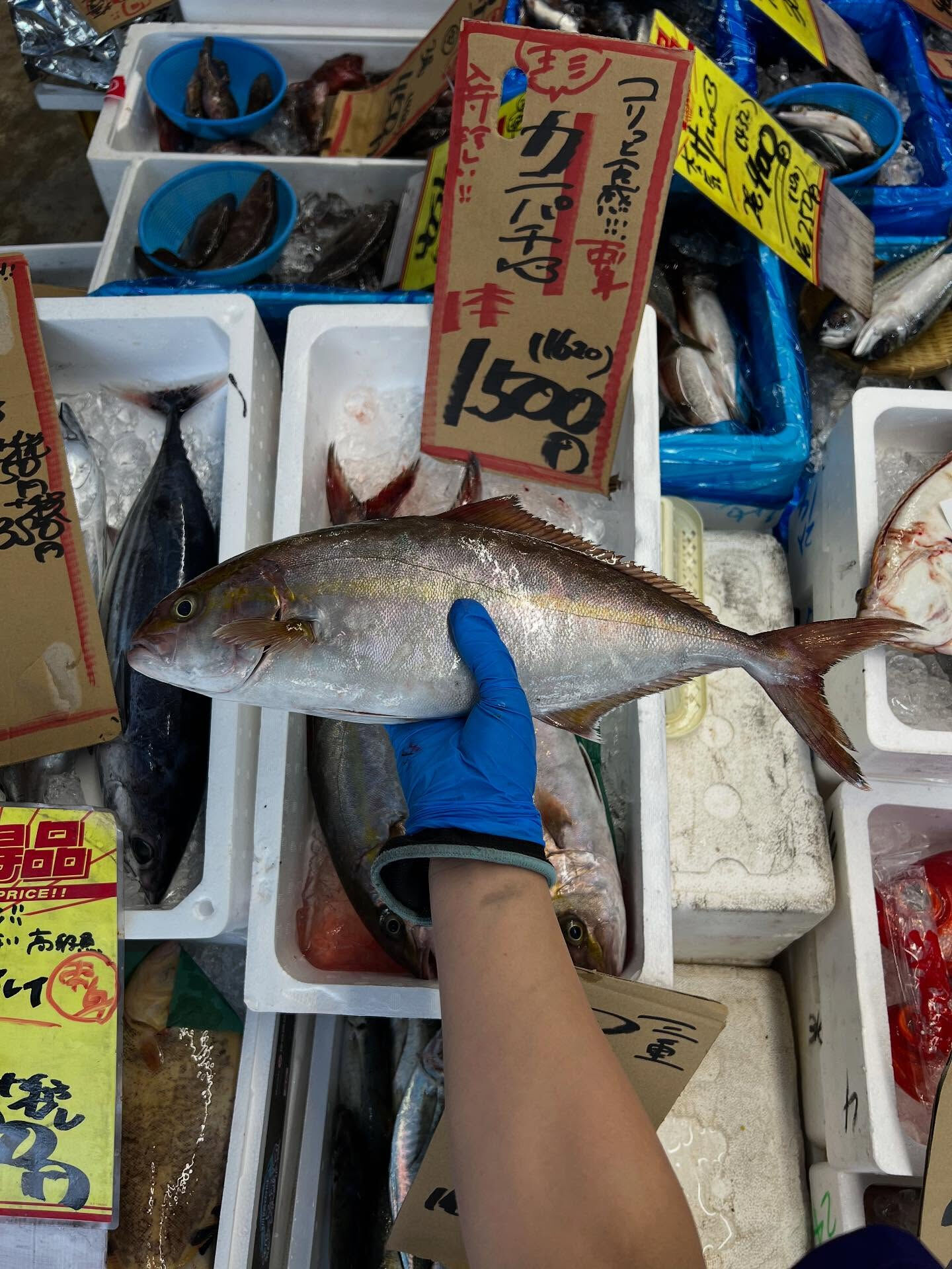 本日、木曜日start🐟