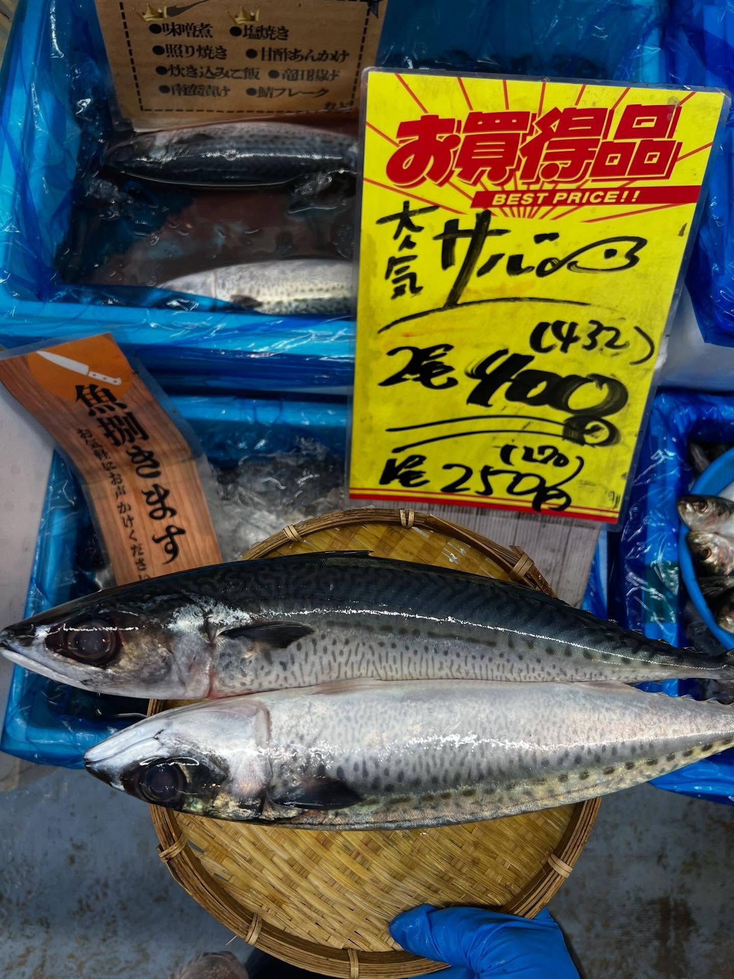 本日、木曜日start🐟