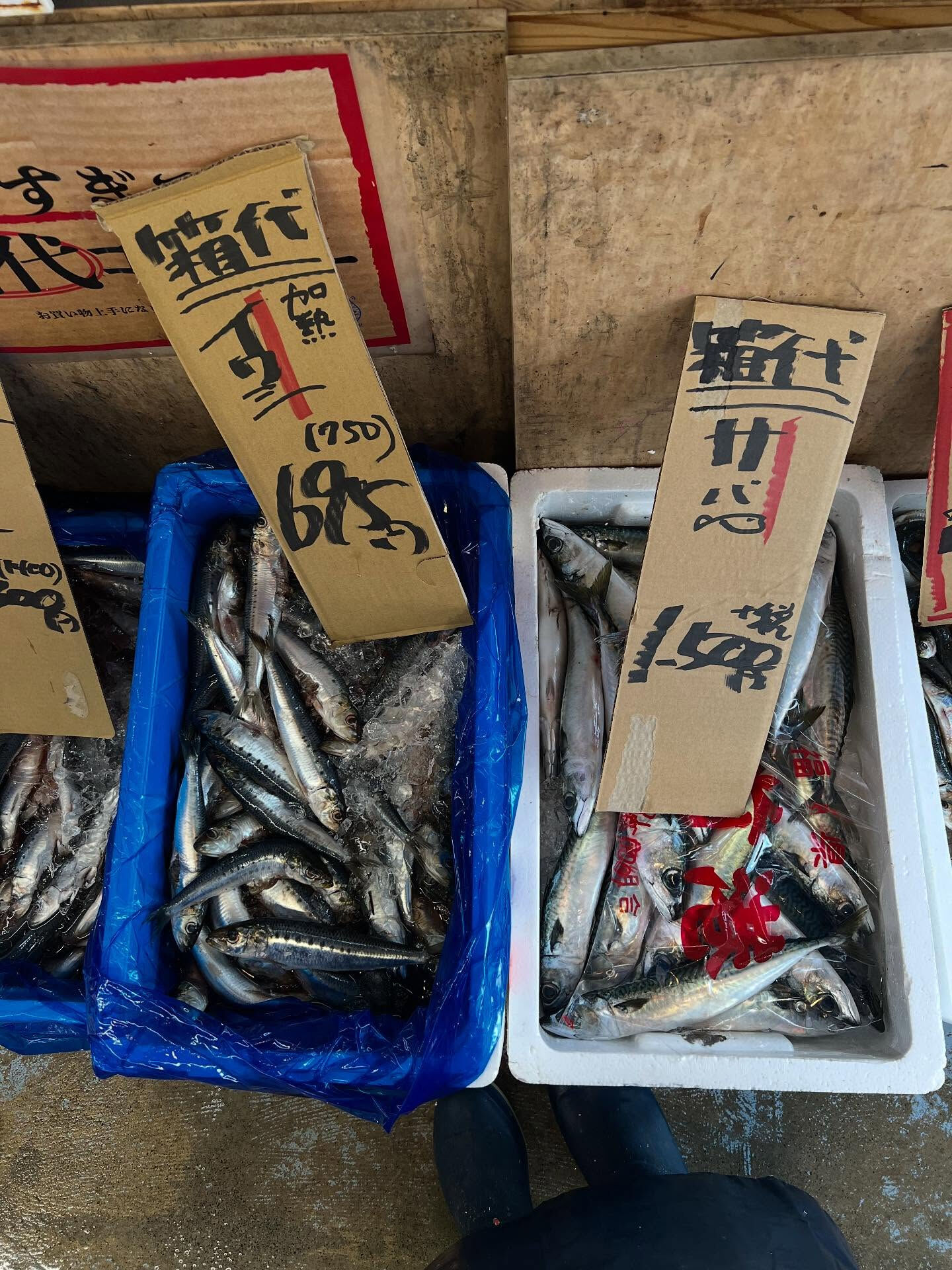 本日、木曜日start🐟