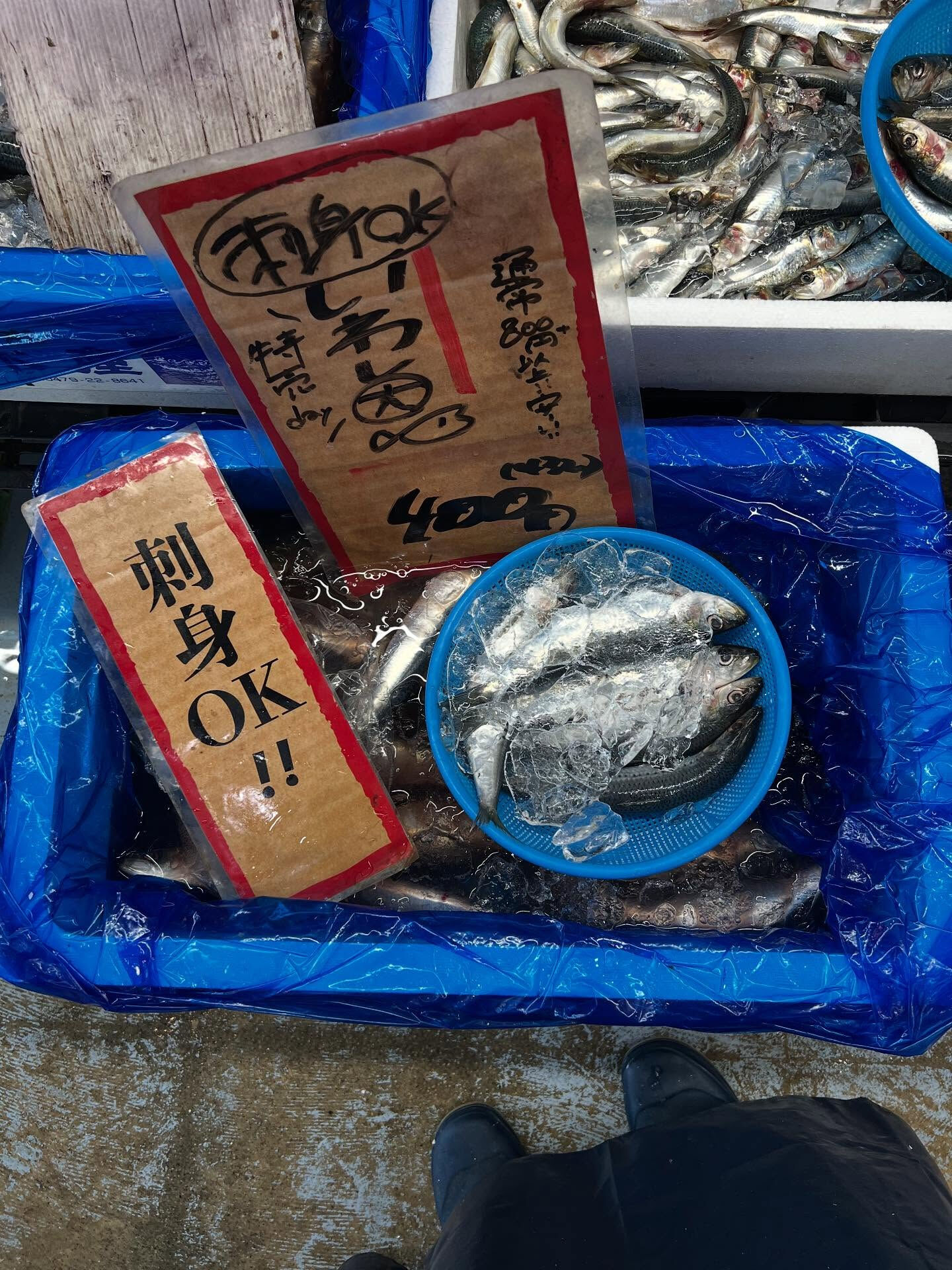 本日、木曜日start🐟