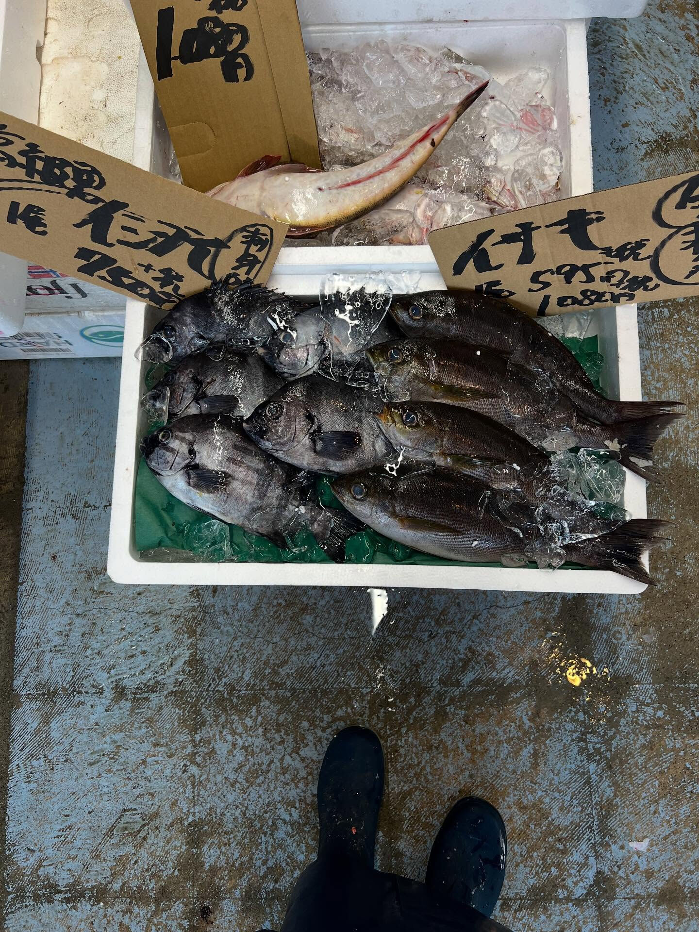本日、木曜日start🐟