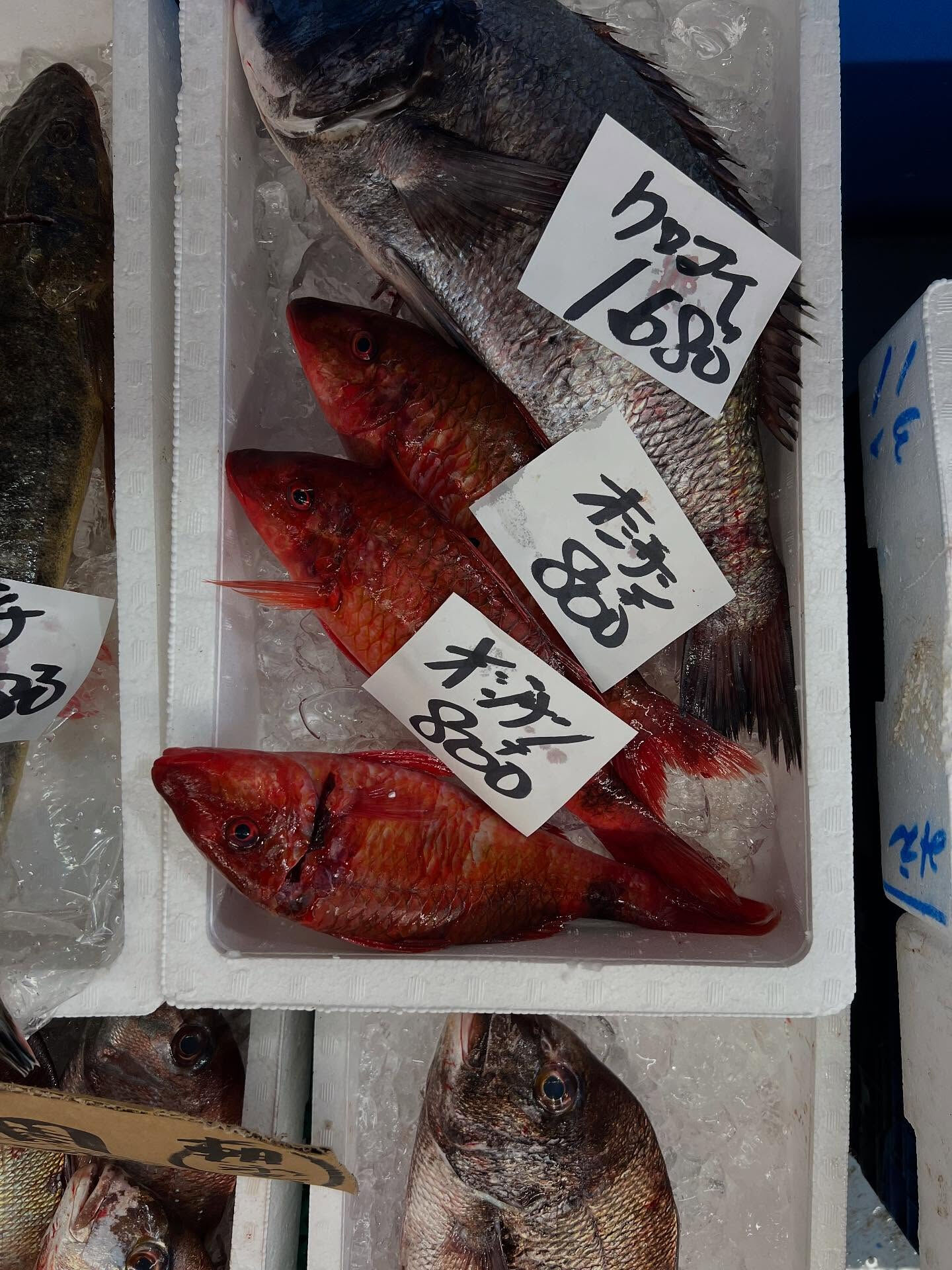 本日、木曜日start🐟