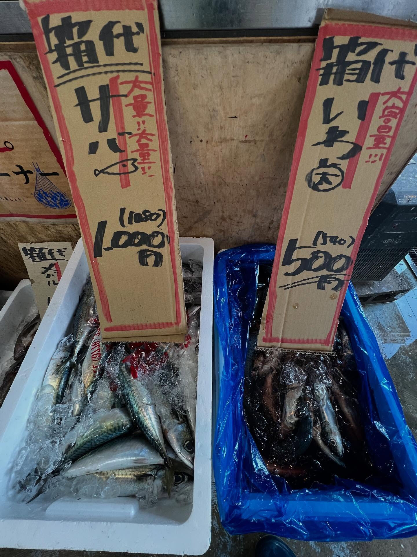本日、金曜start🐟