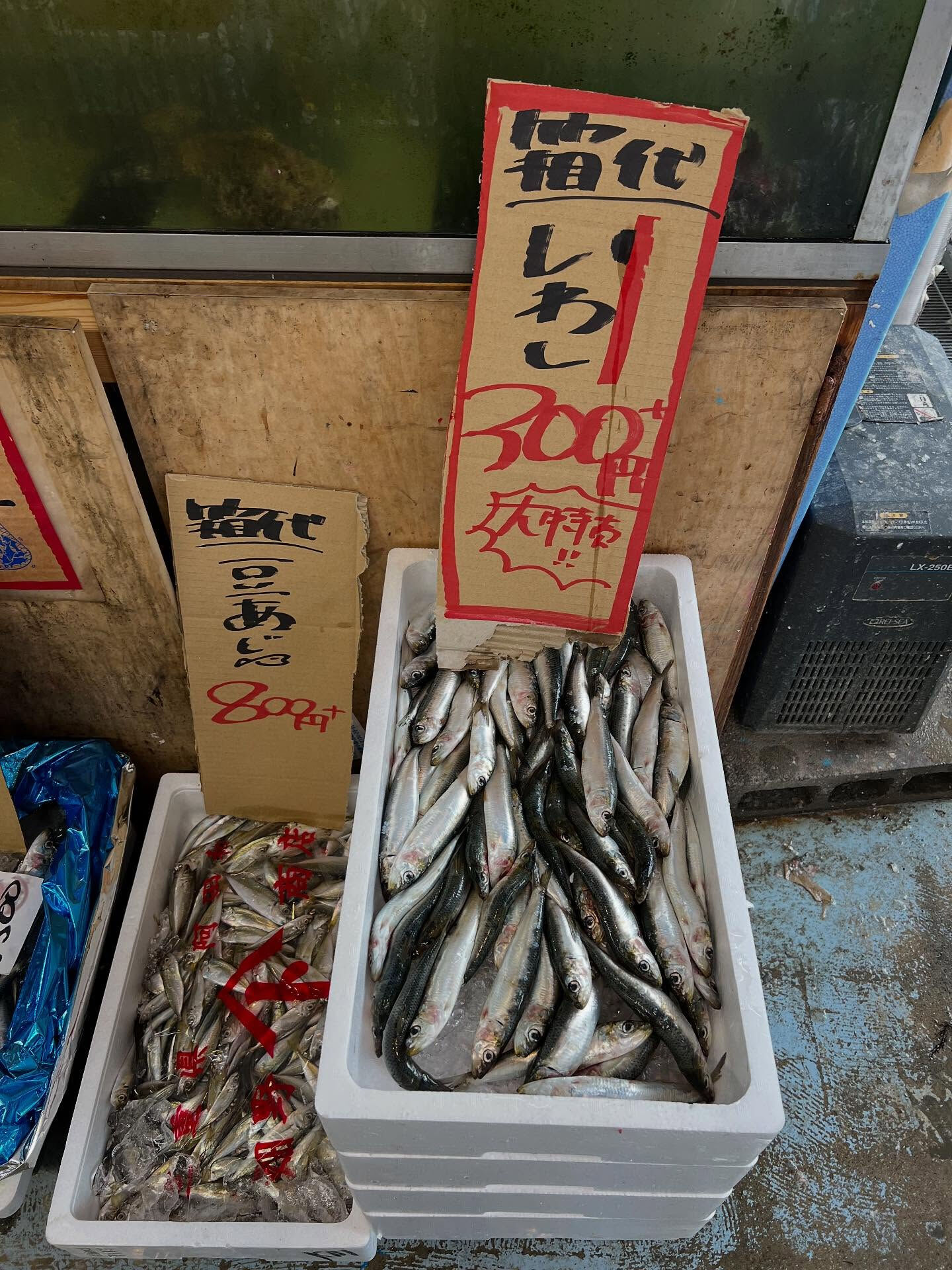 本日、月曜日start🐟