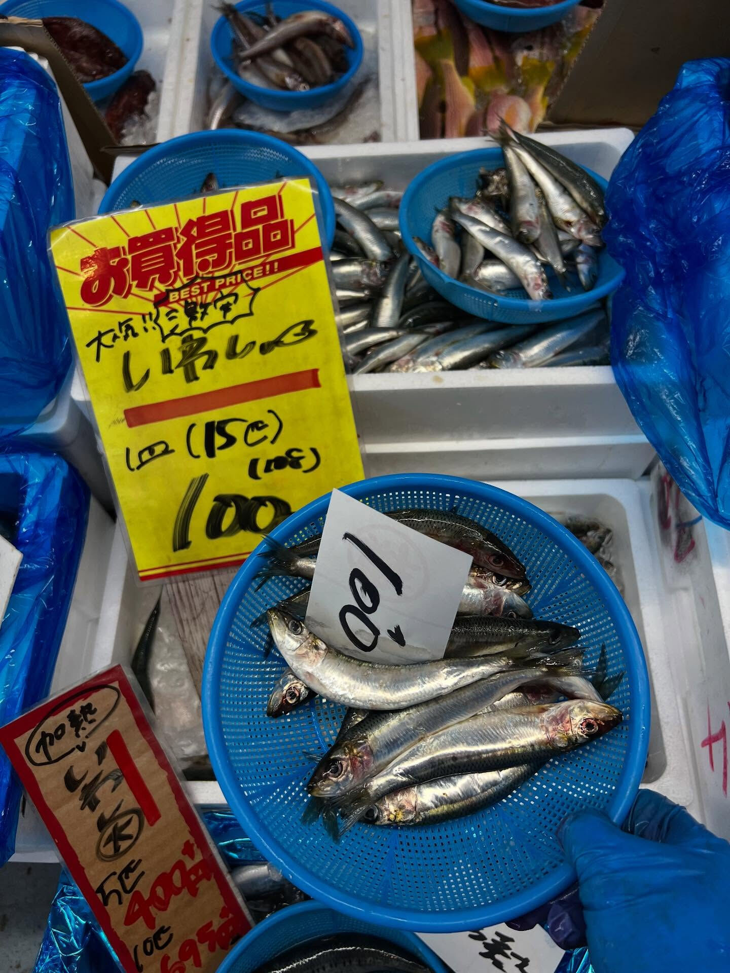 本日、月曜日start🐟