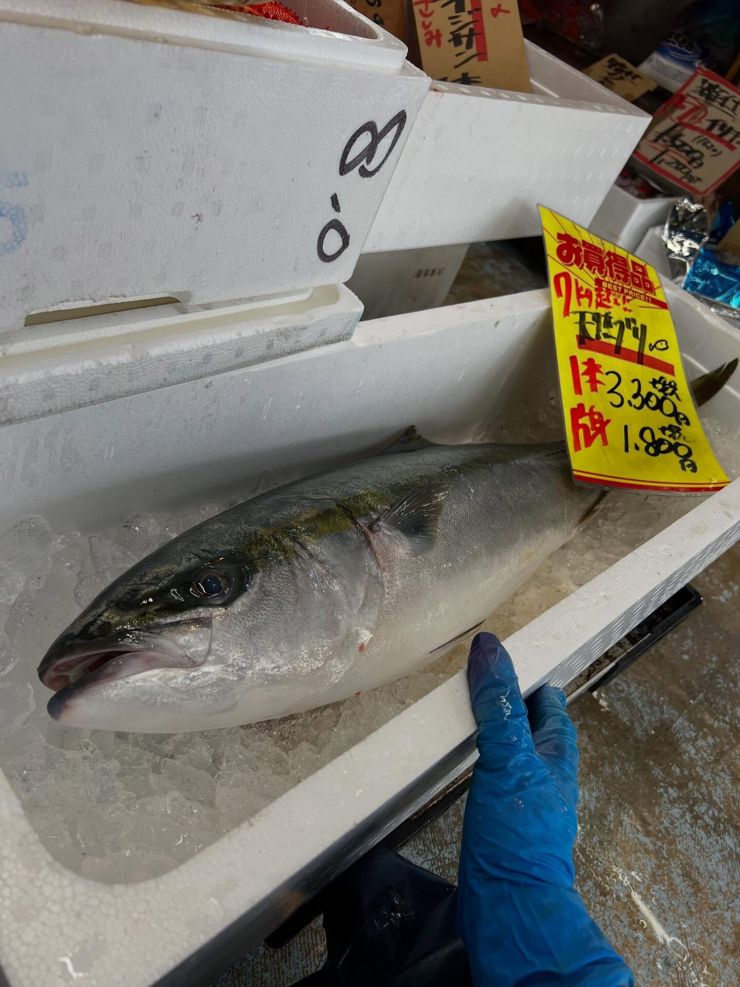 本日、月曜日start🐟