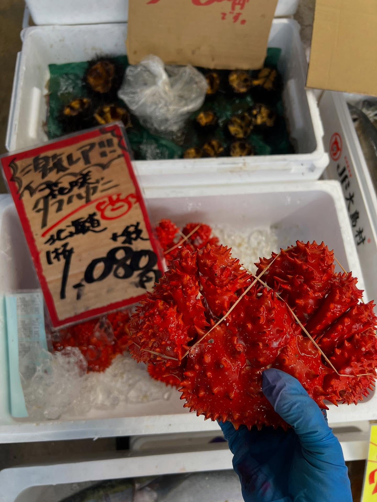 本日、火曜start🐟