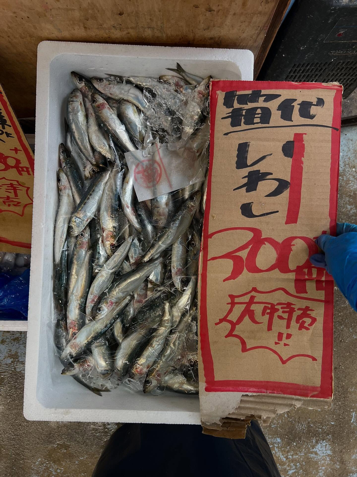 本日、火曜start🐟