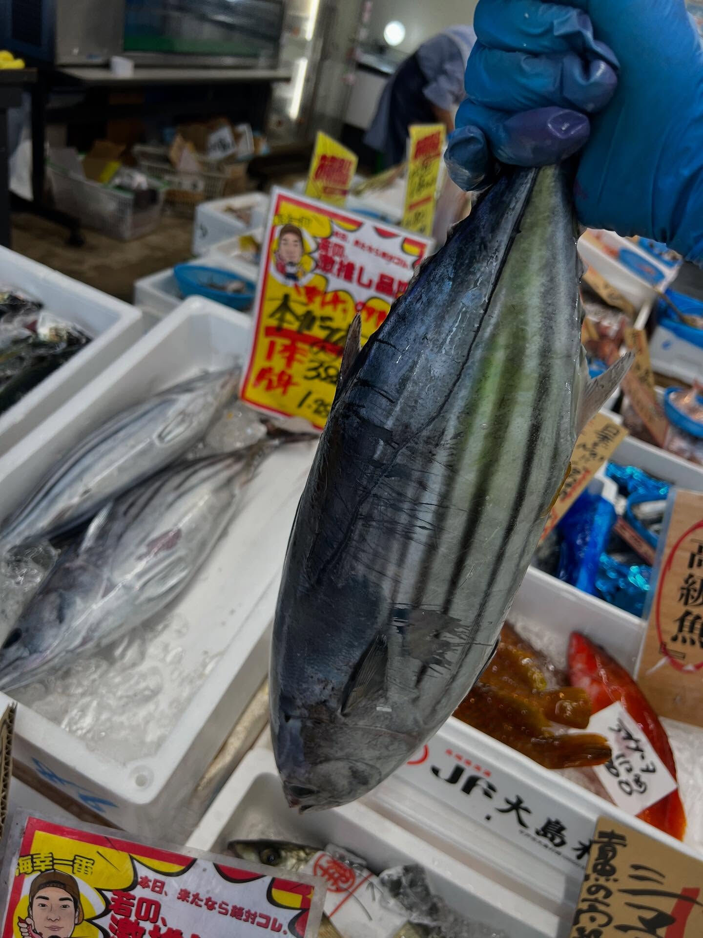 本日、火曜start🐟