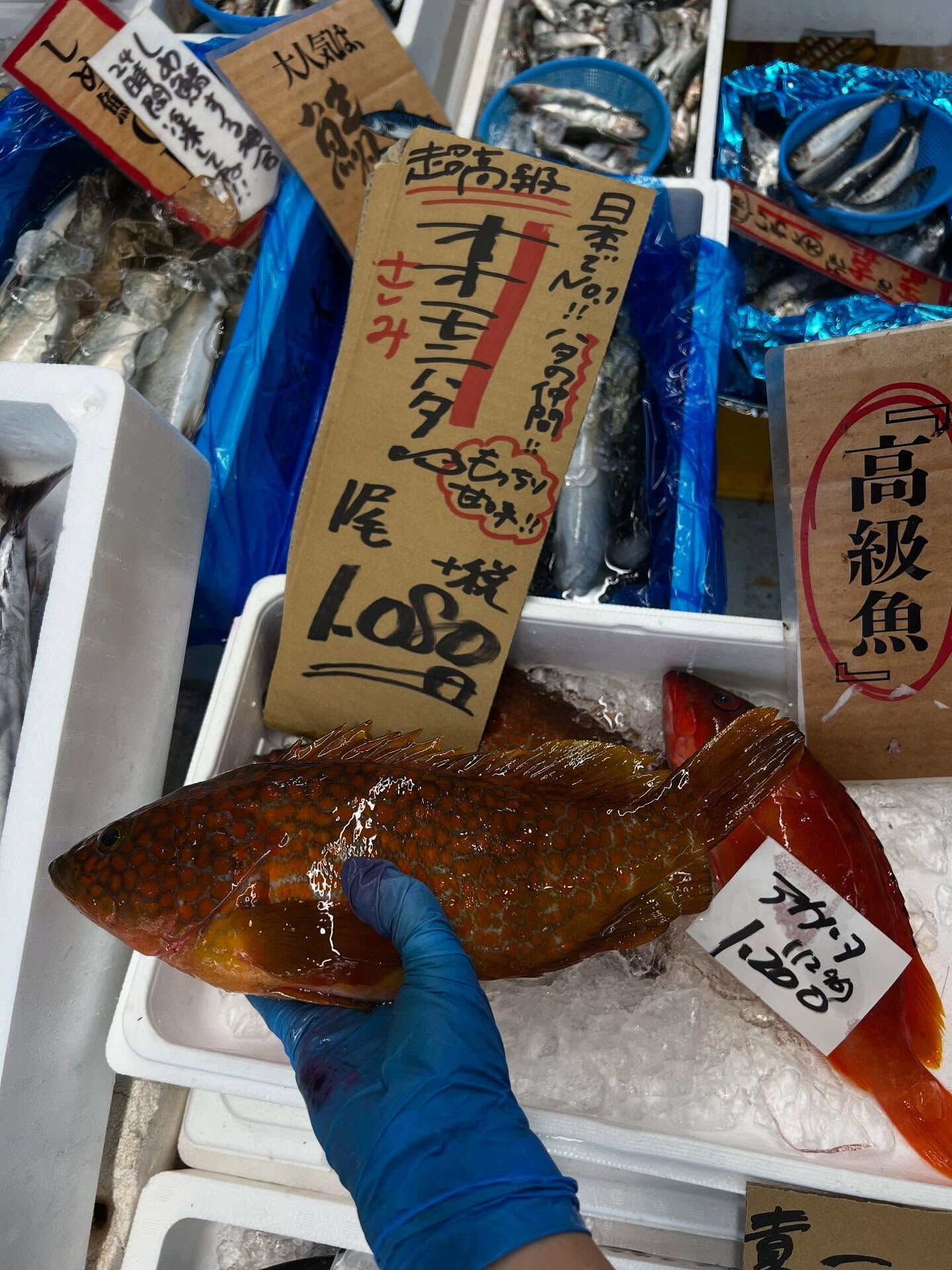 本日、火曜start🐟