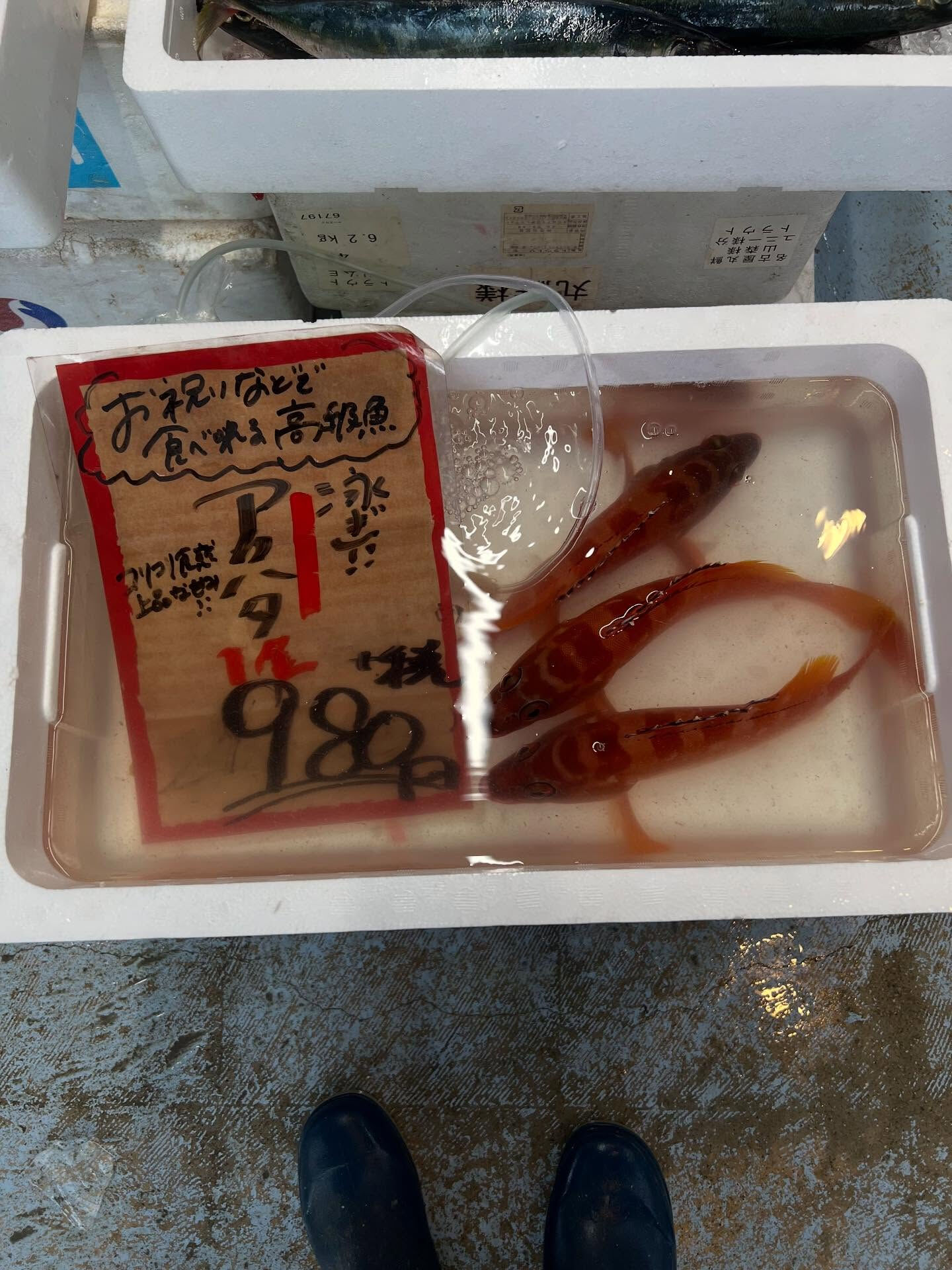 本日、火曜start🐟