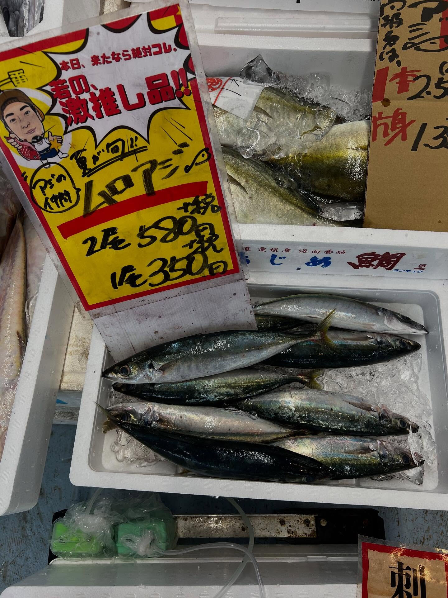 本日、火曜start🐟