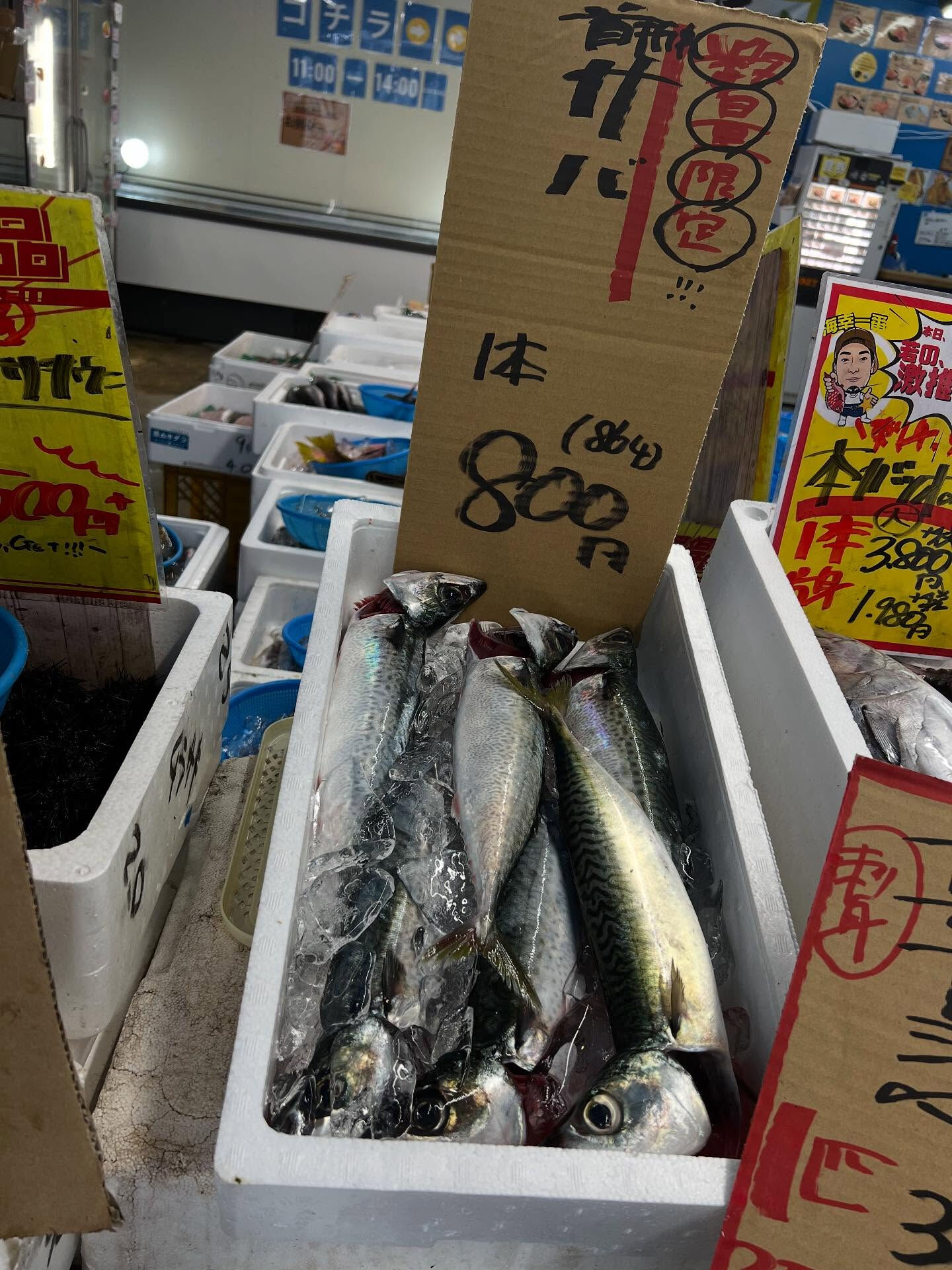 本日、火曜start🐟