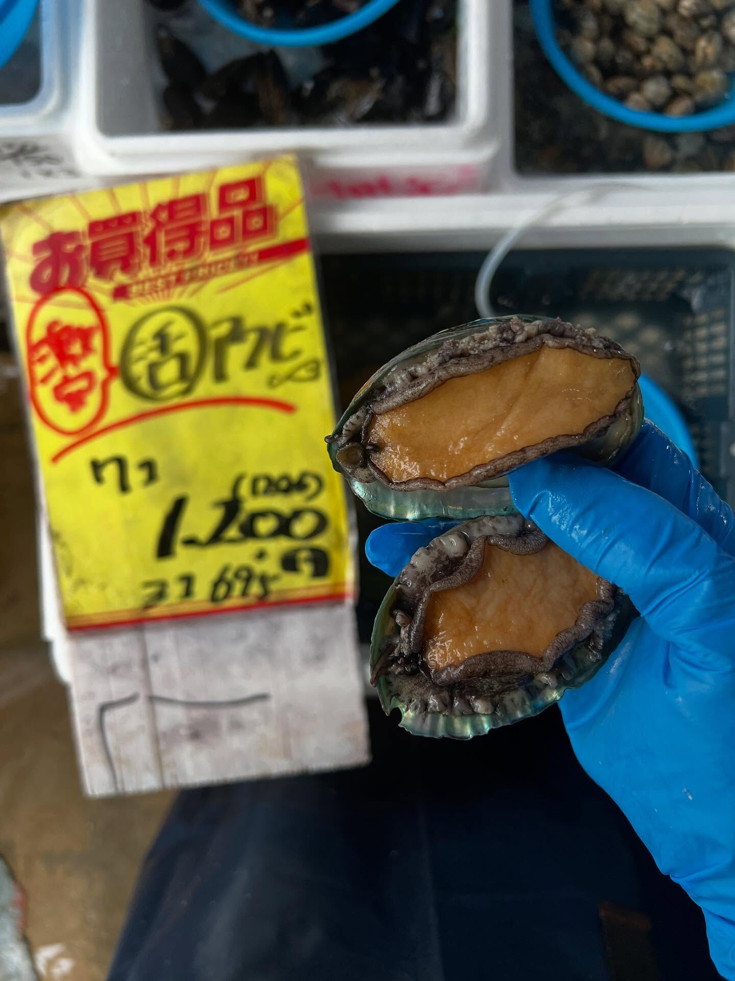本日、火曜start🐟