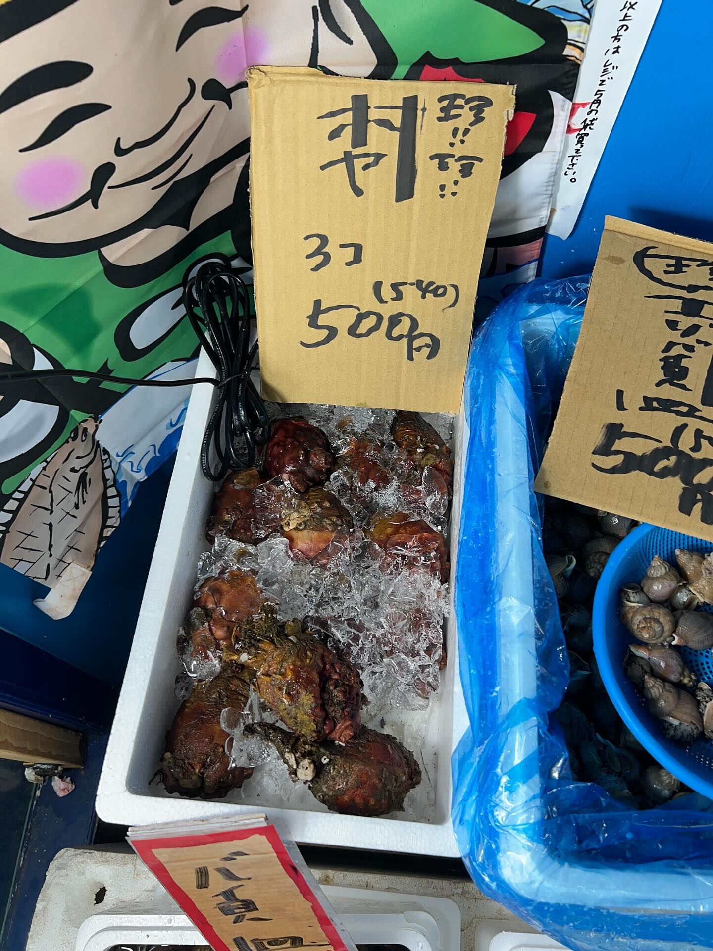 本日、火曜start🐟