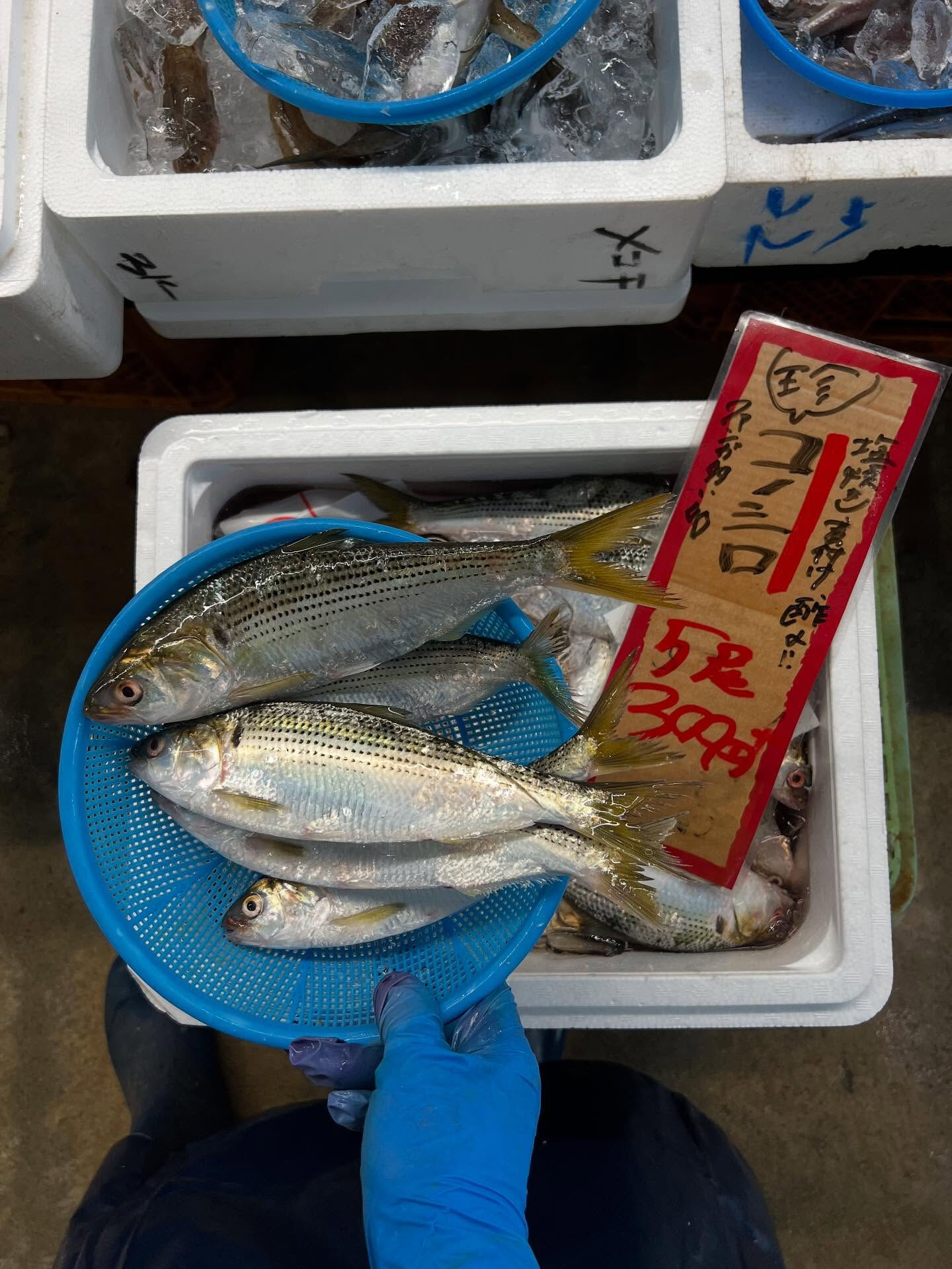 本日、火曜start🐟