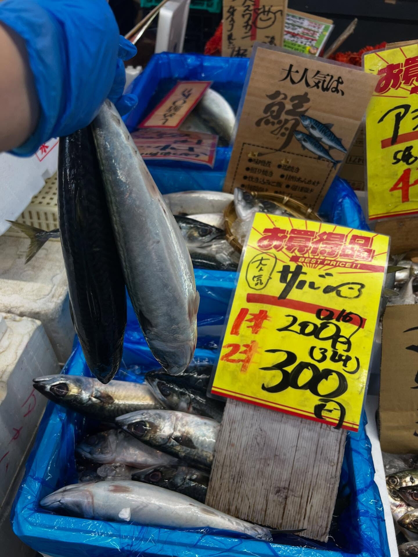 本日、日曜start🐟