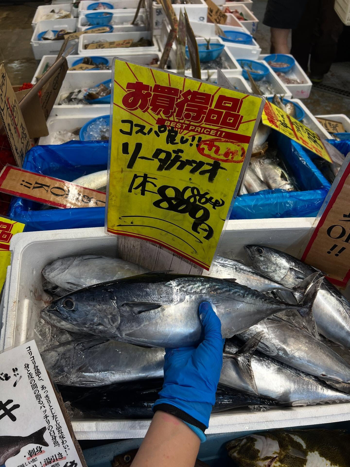 本日、日曜start🐟
