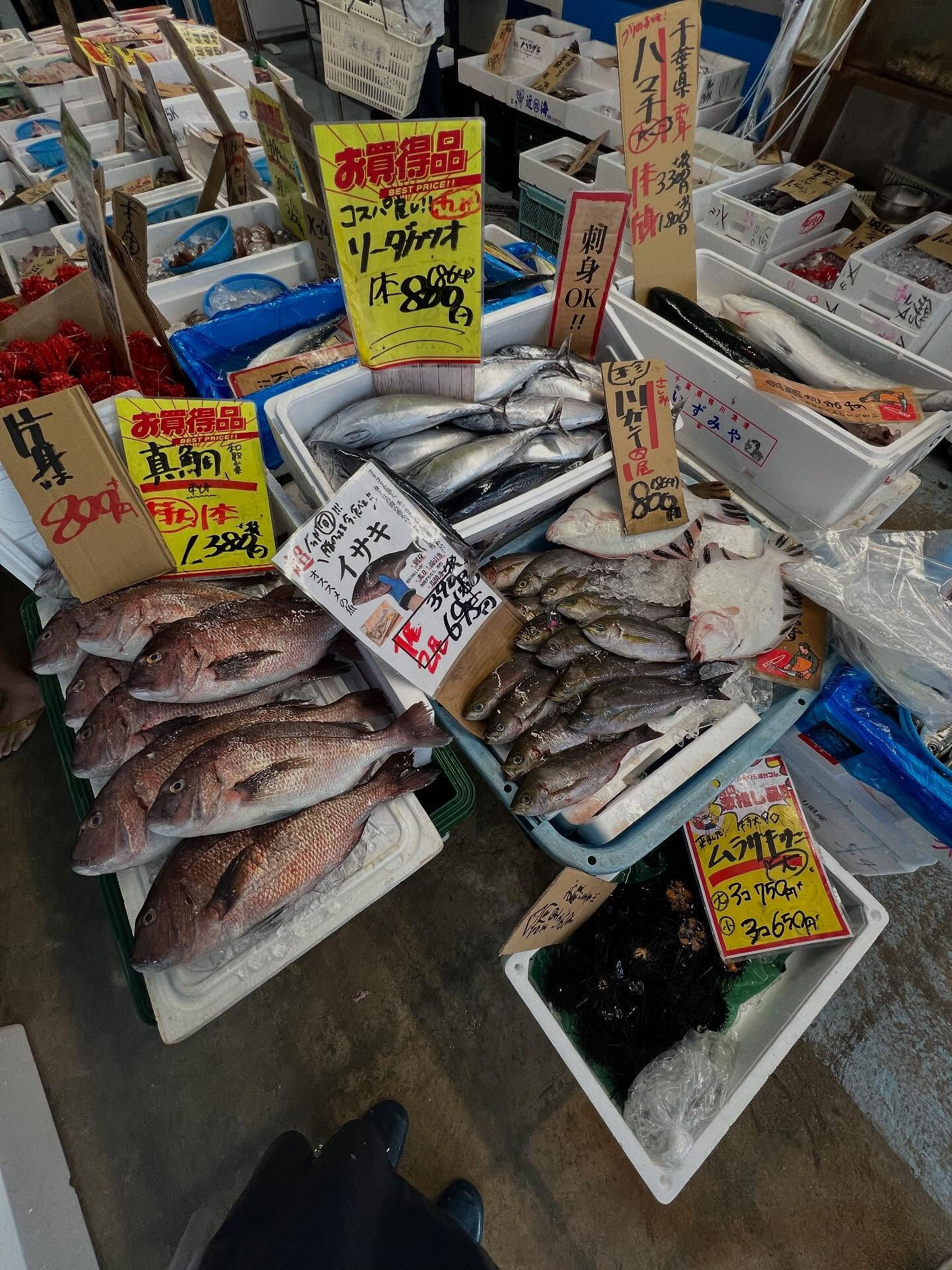 本日、日曜start🐟