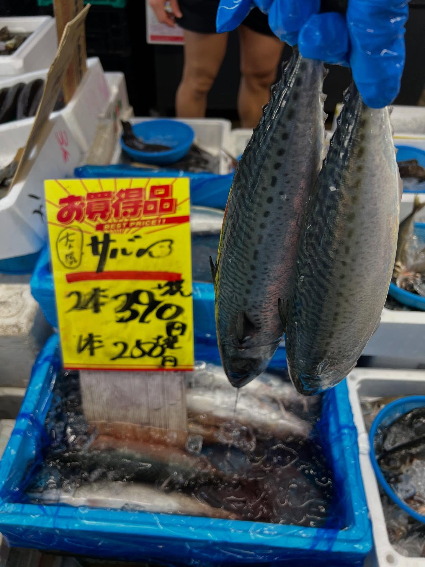 本日、月曜start🐟
