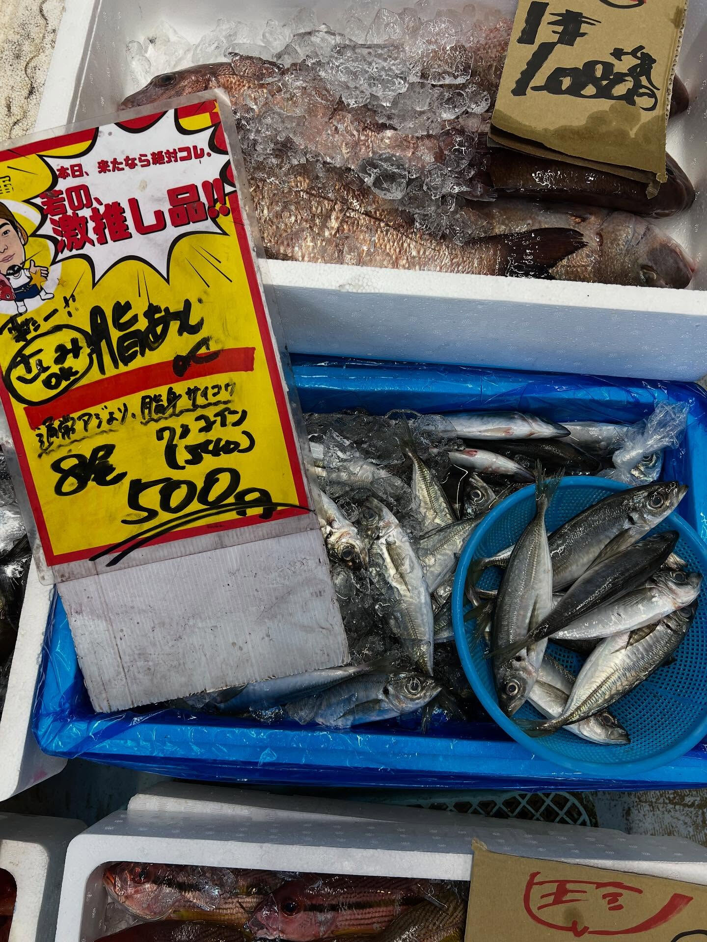 本日、月曜start🐟