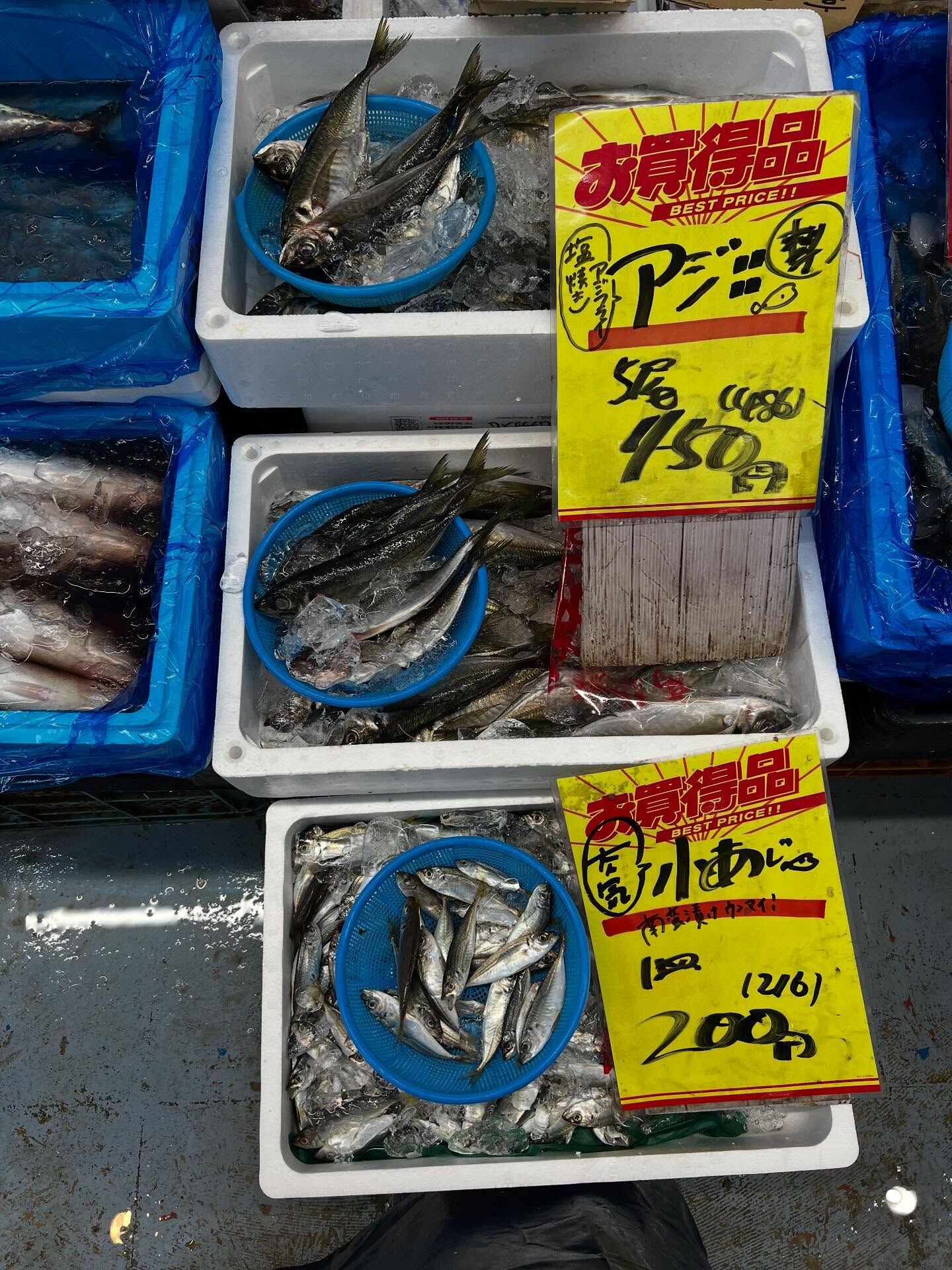 本日、月曜start🐟