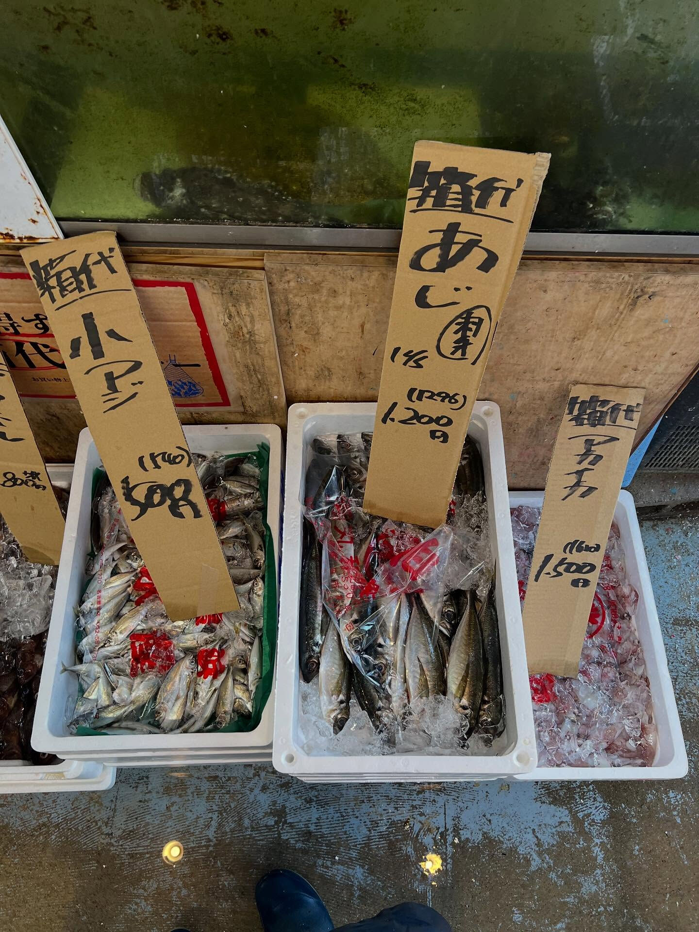 本日、月曜start🐟
