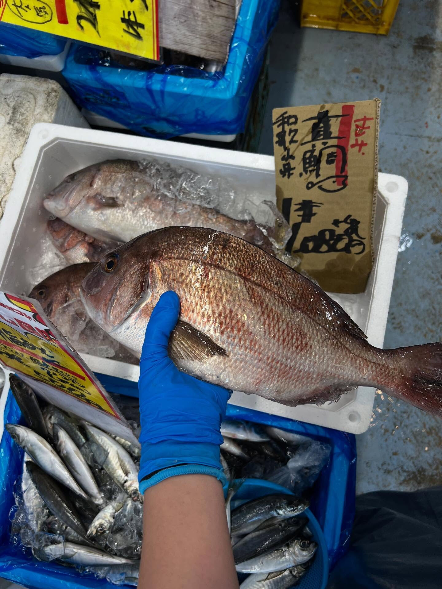 本日、月曜start🐟