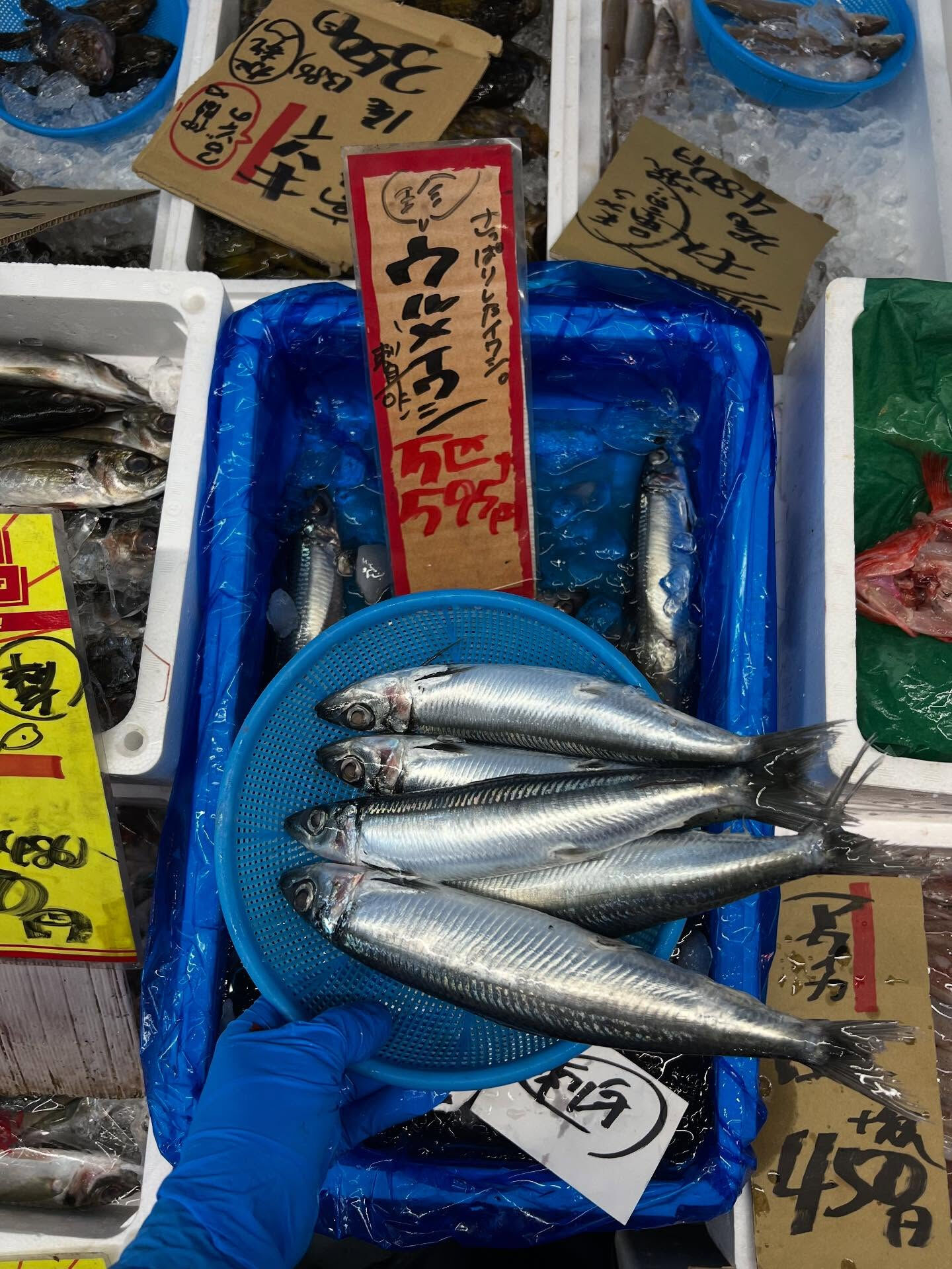 本日、月曜start🐟