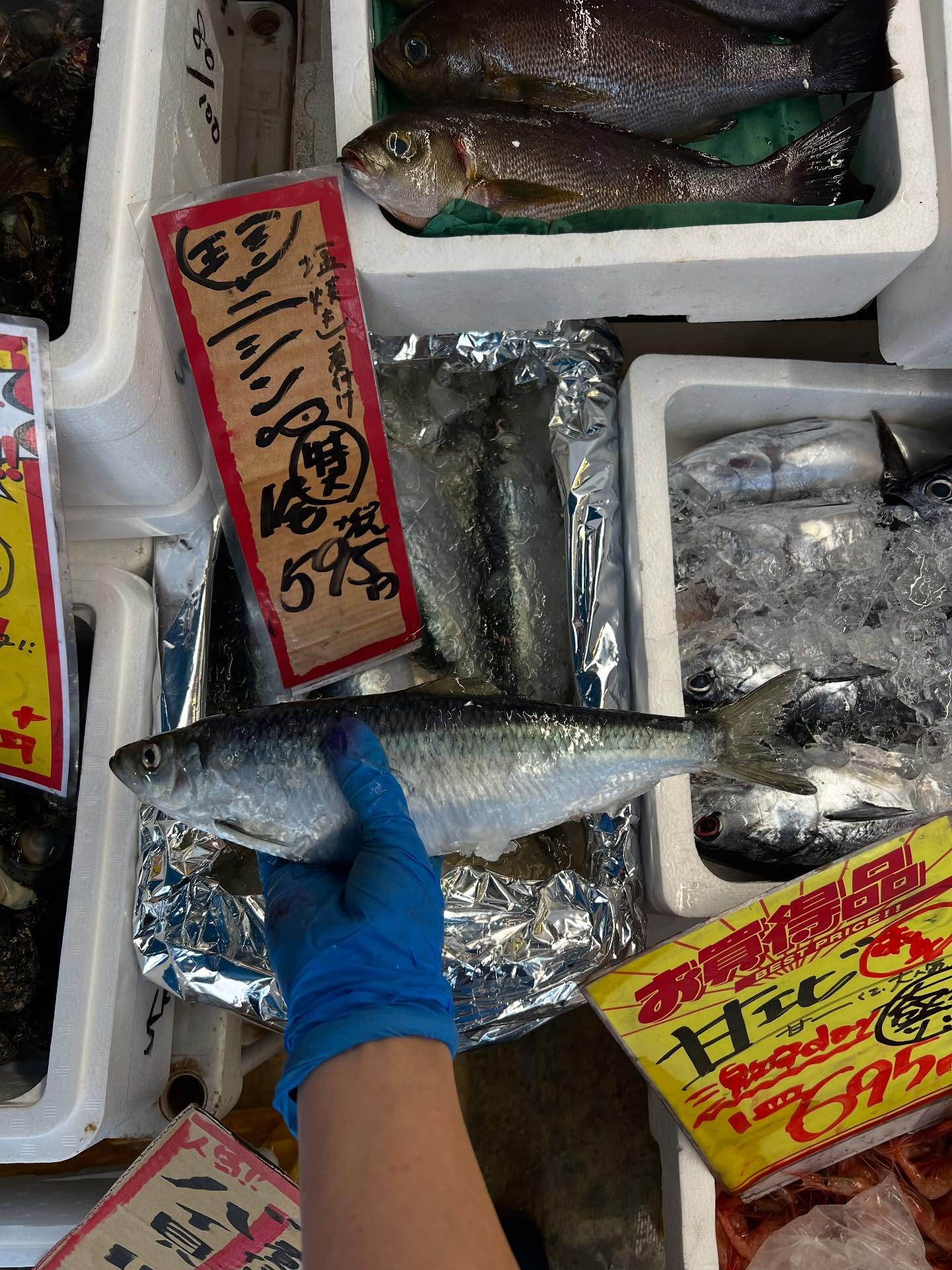 本日、月曜start🐟