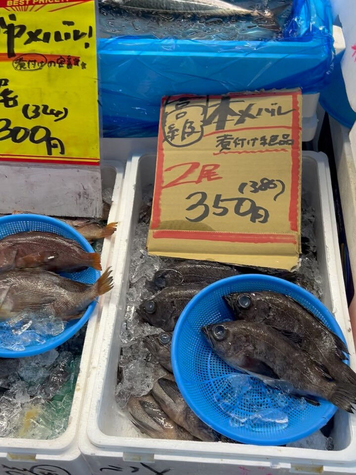本日、月曜start🐟