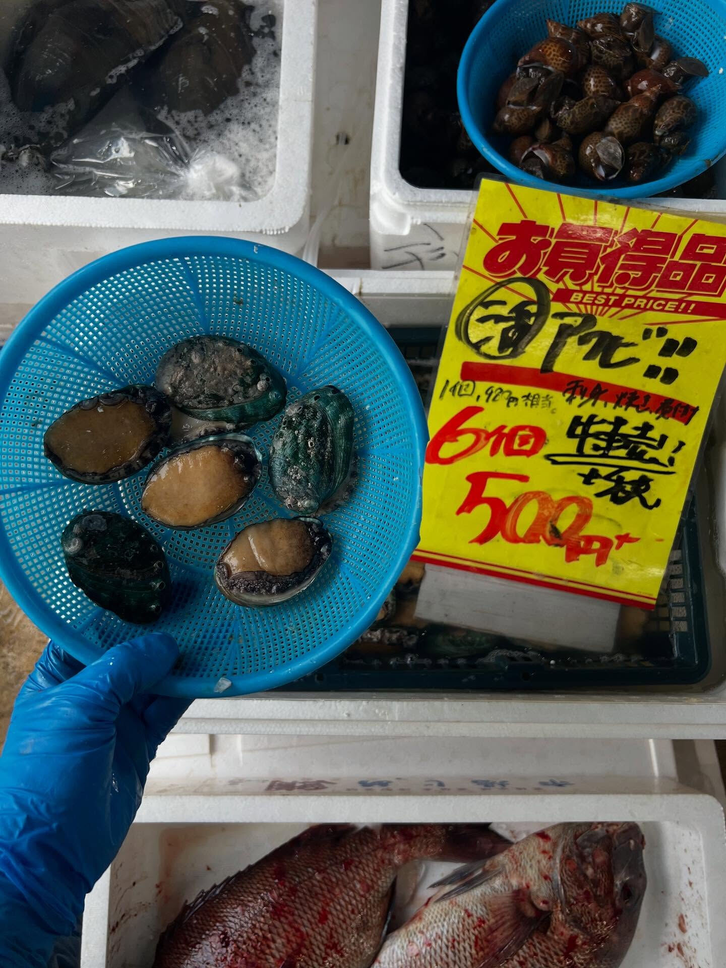 本日、火曜start🐟