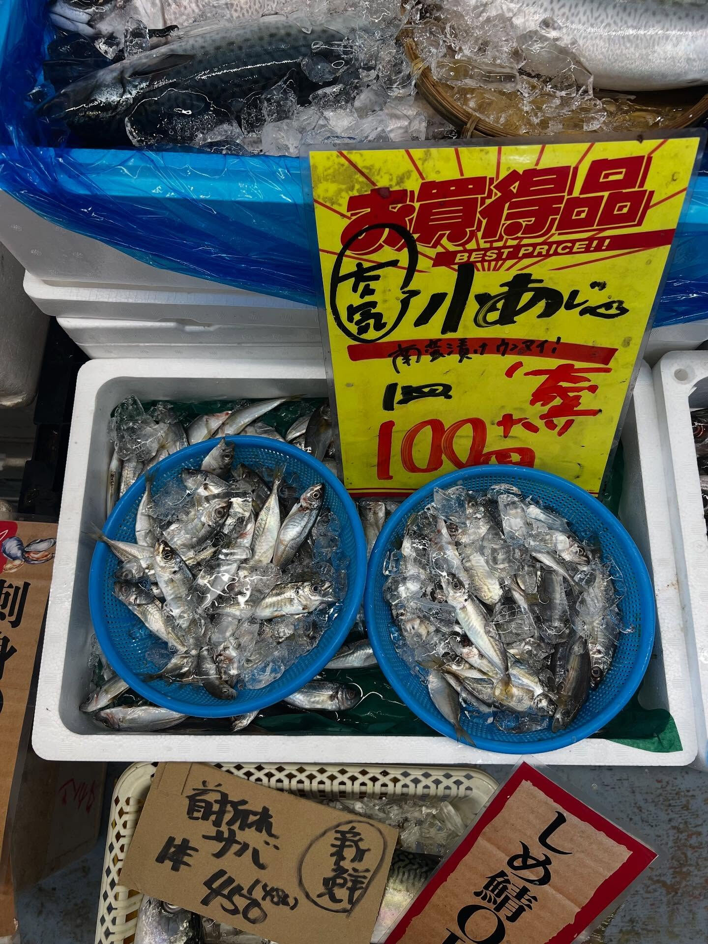 本日、火曜start🐟