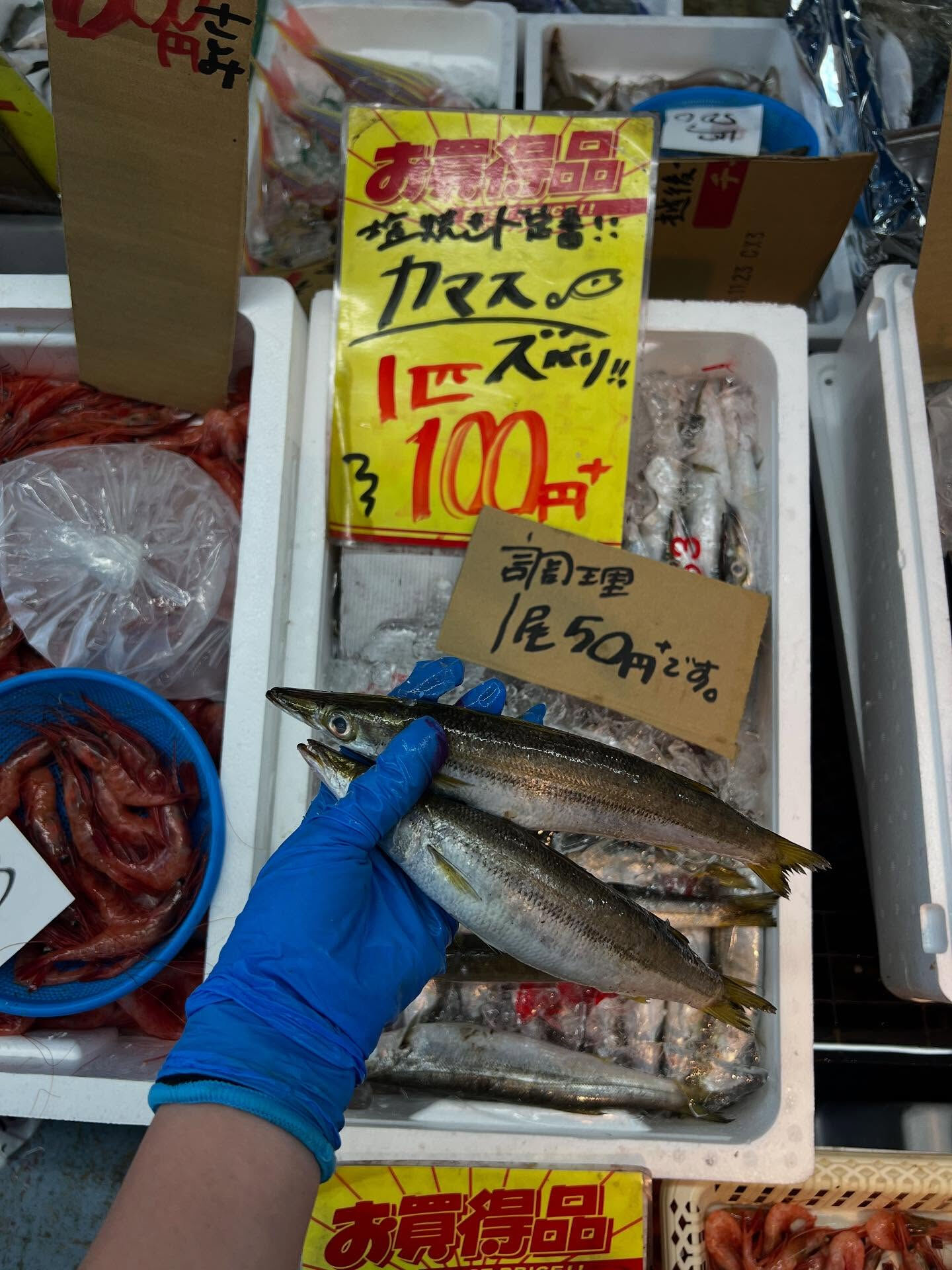 本日、火曜start🐟